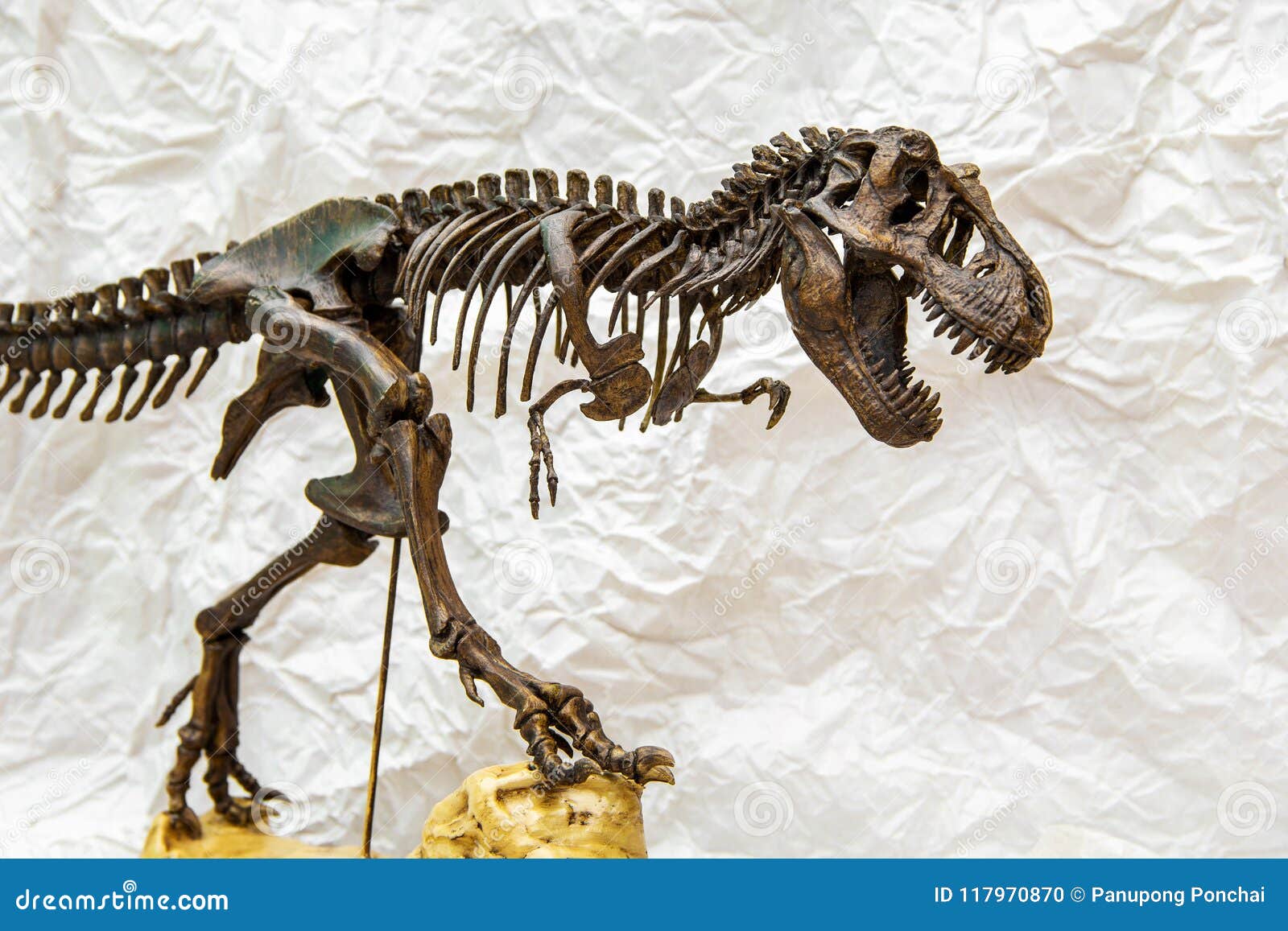 Dedicación Canadá Península Esqueleto Fósil Del Tiranosaurio Rex Del Dinosaurio Foto de archivo -  Imagen de grande, aprendizaje: 117970870