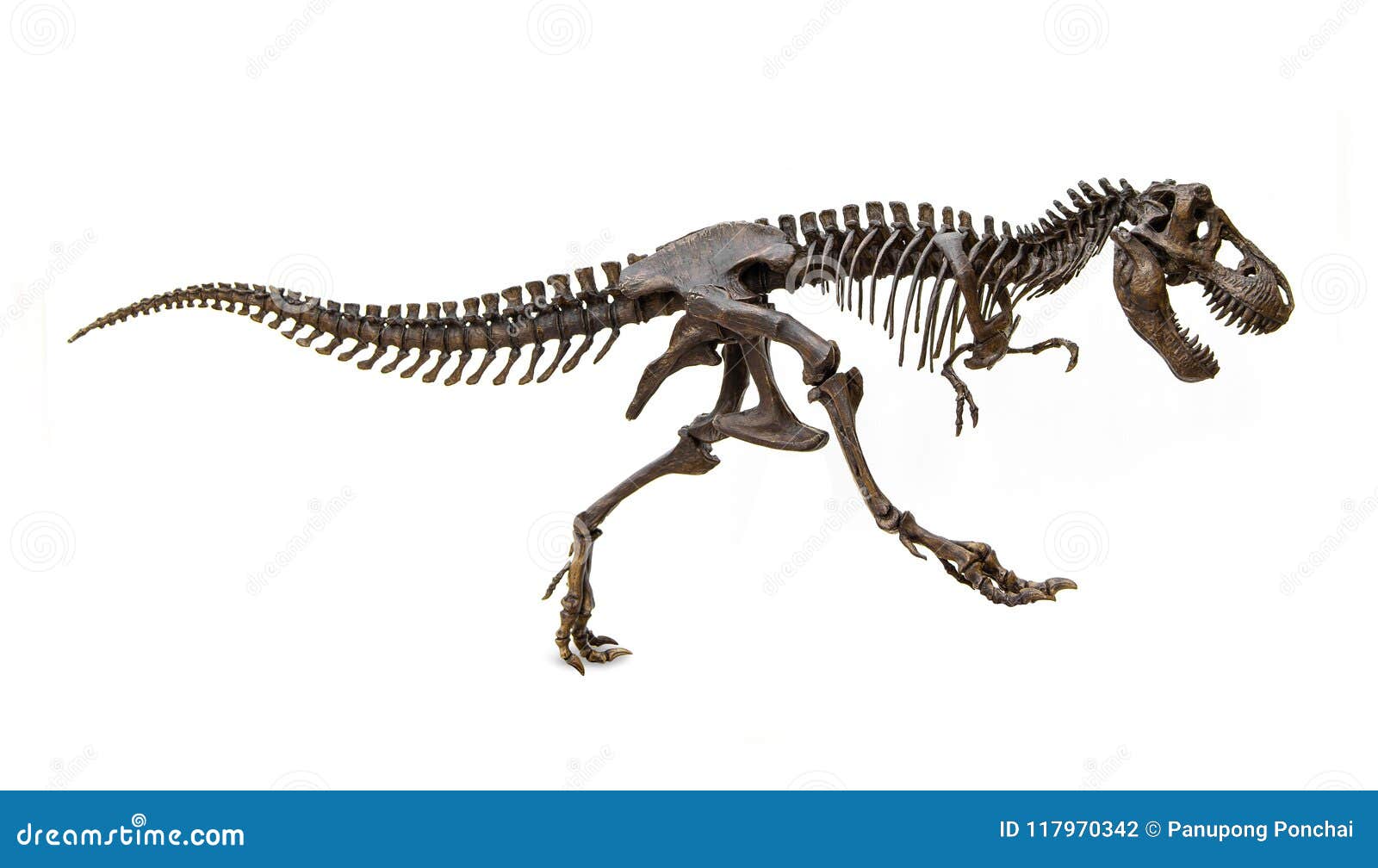 Tiranossauro rex osso de dinossauro esqueleto pé, garra, diversos, imagem  Formatos de arquivo png