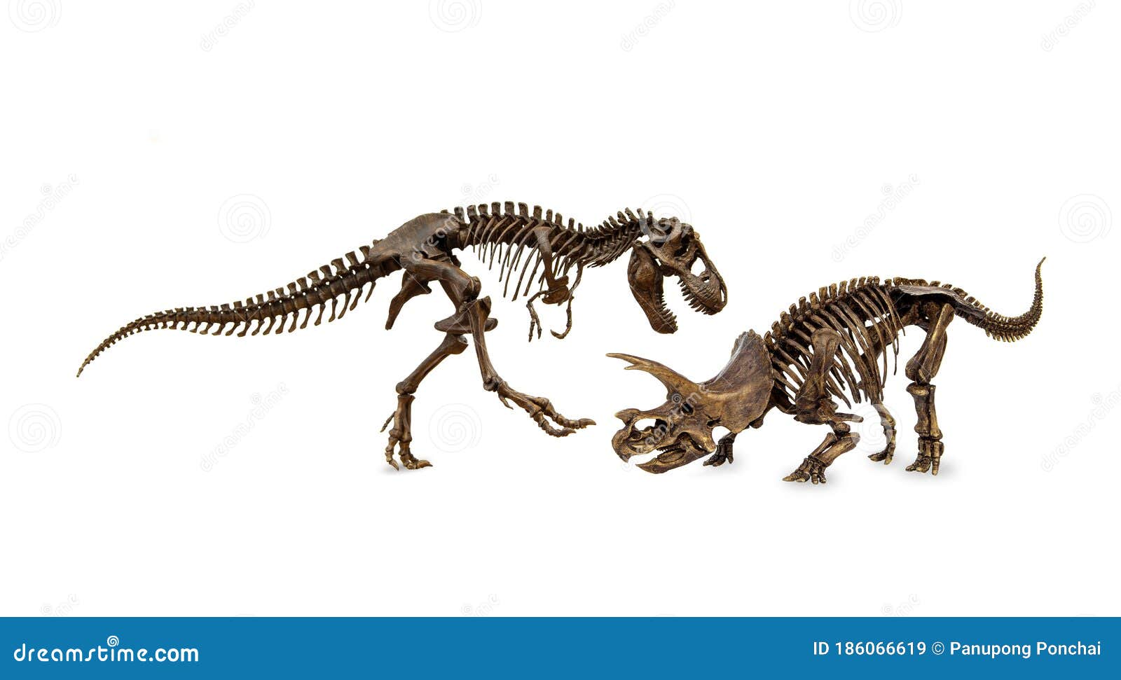 Espécimes de esqueleto de tiranossauro Sue Triceratops, tiranossauro rex,  tiranossauro, personagem fictício png