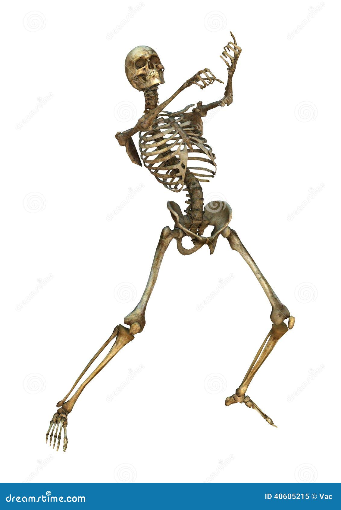 Esqueleto Humano Stock De Ilustracion Ilustracion De Humano 40605215
