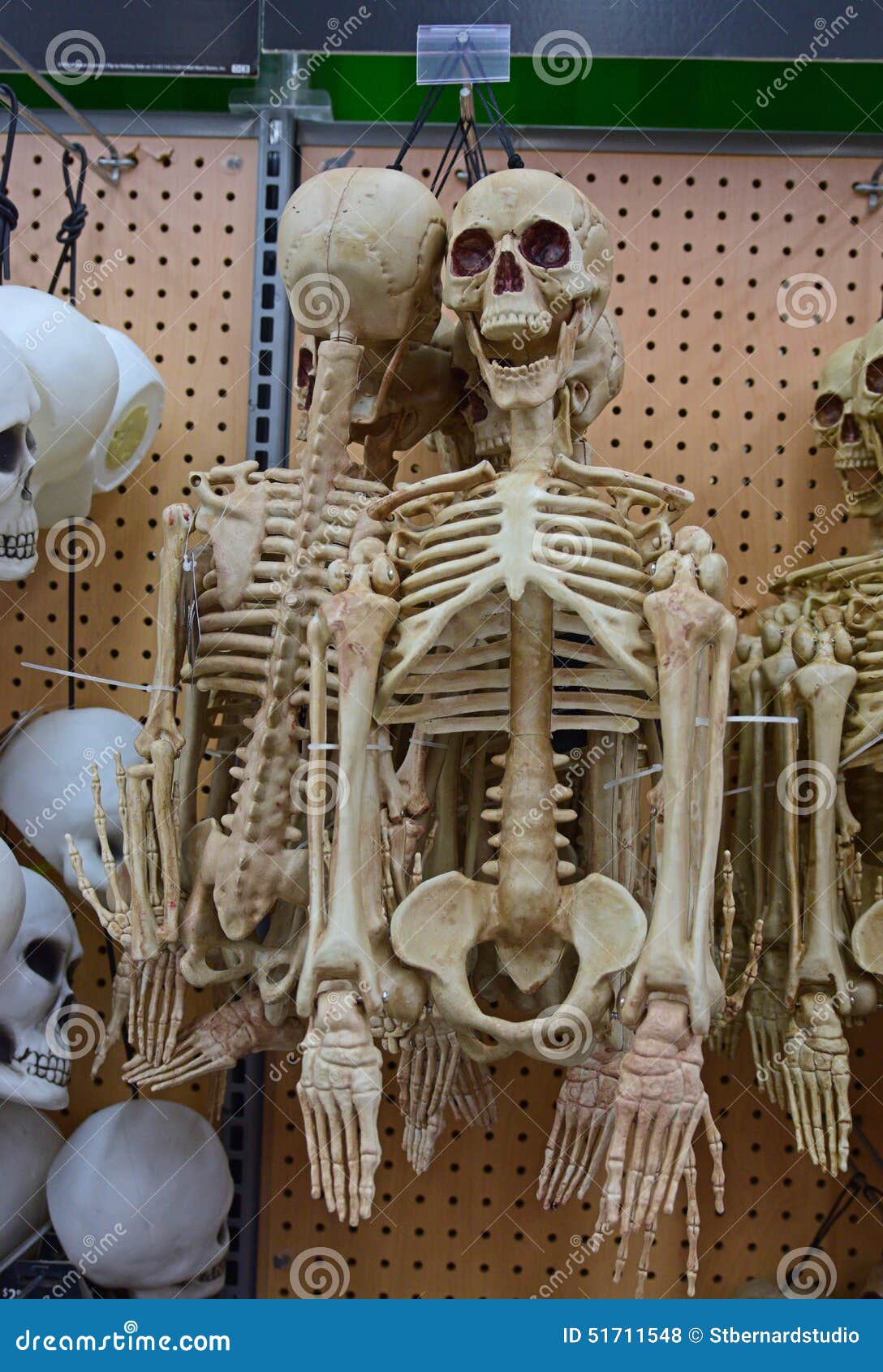 Latón medio Lo dudo Esqueleto Humano Del Medio Cuerpo Para Halloween Foto de archivo - Imagen  de ornamento, medio: 51711548