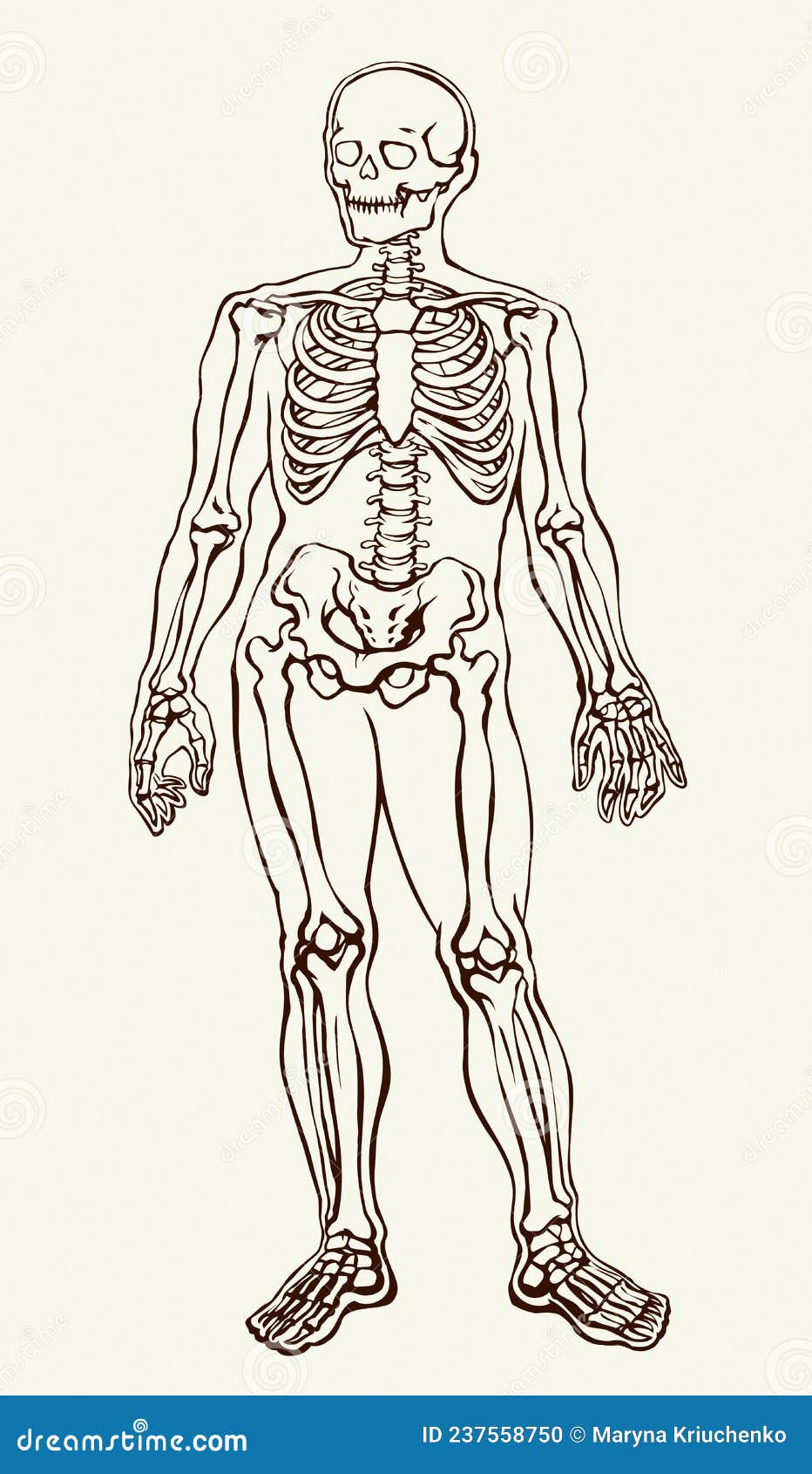 Esqueleto Humano. Dibujo Esquemático Vectorial Ilustración del Vector -  Ilustración de hueso, mano: 237558750