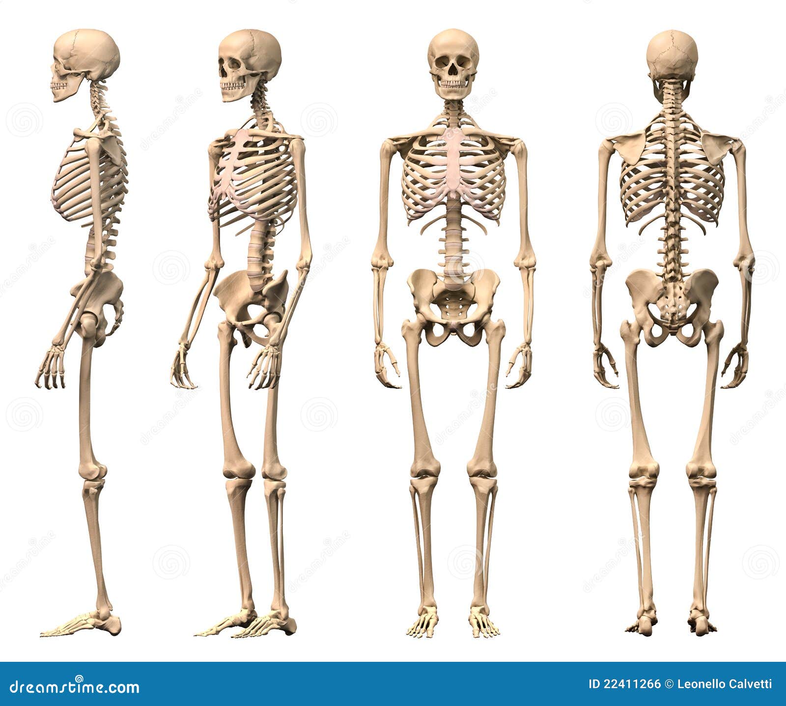  Pulsa sobre la imagen y estudia los principales huesos del cuerpo.