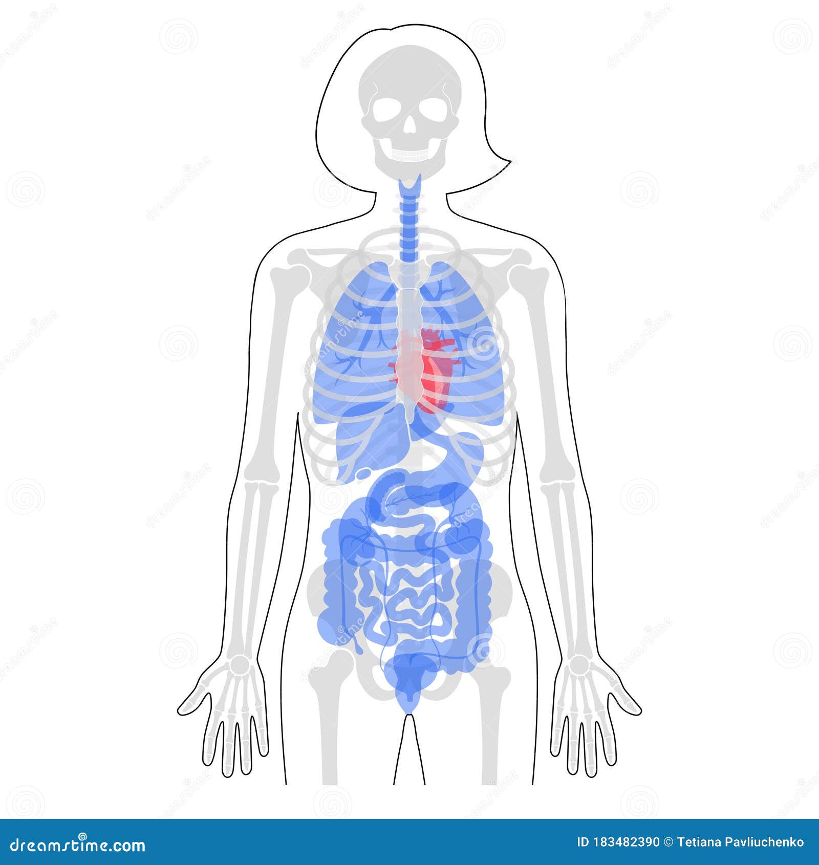 práctico Explicación lente Esqueleto Humano Y Anatomía De órganos Internos Ilustración del Vector -  Ilustración de pecho, ciencia: 183482390