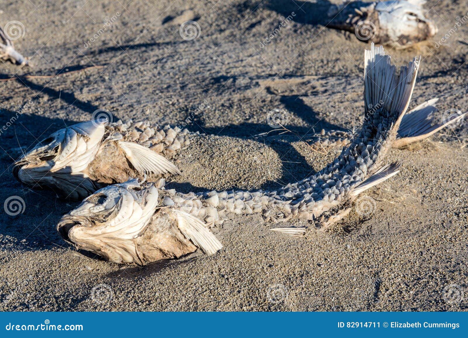 Esqueleto Sufocado Mortos Dos Peixes Foto de Stock - Imagem de