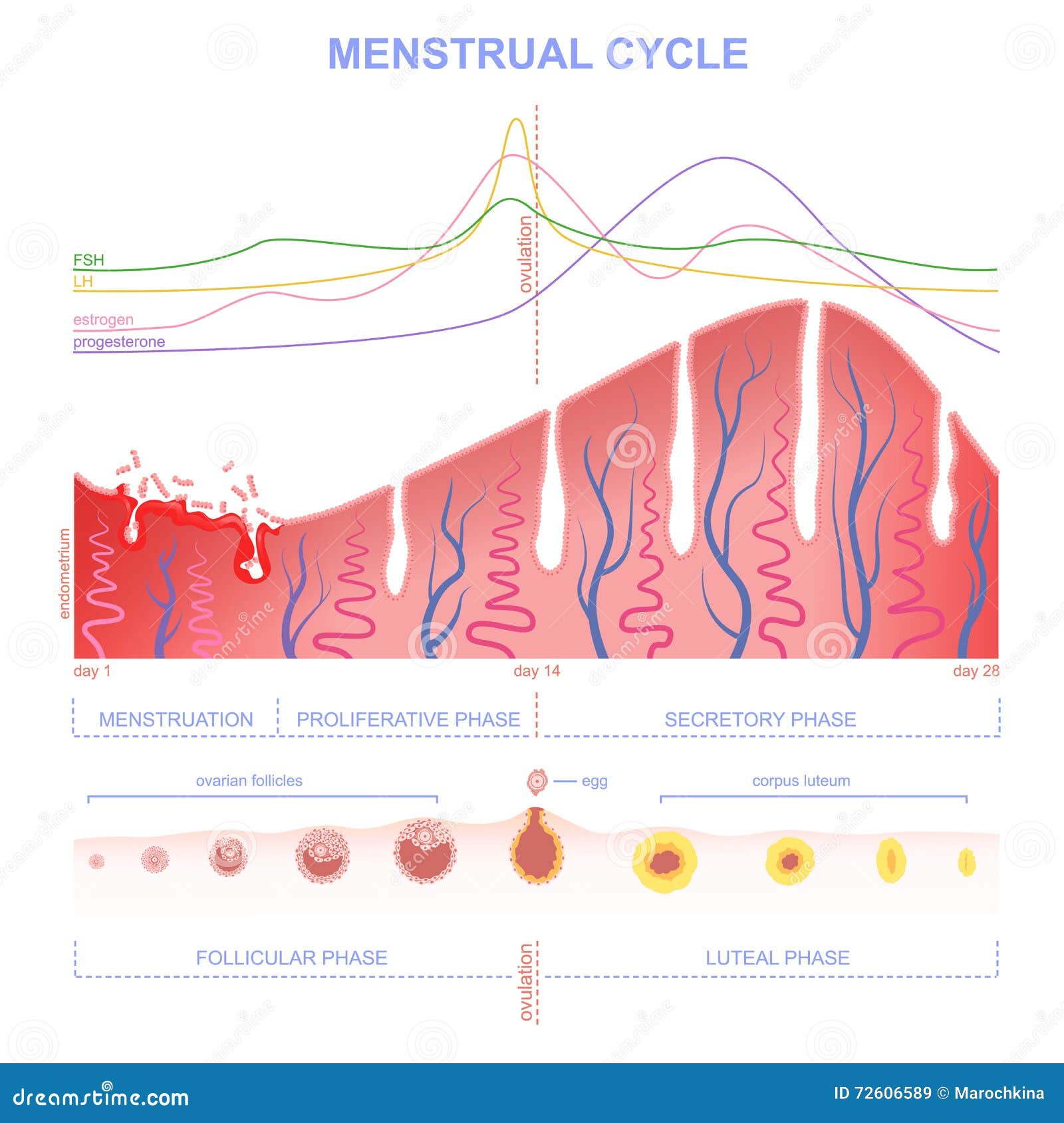 Resultado de imagen de ciclo uterino dibujo espaÃ±ol