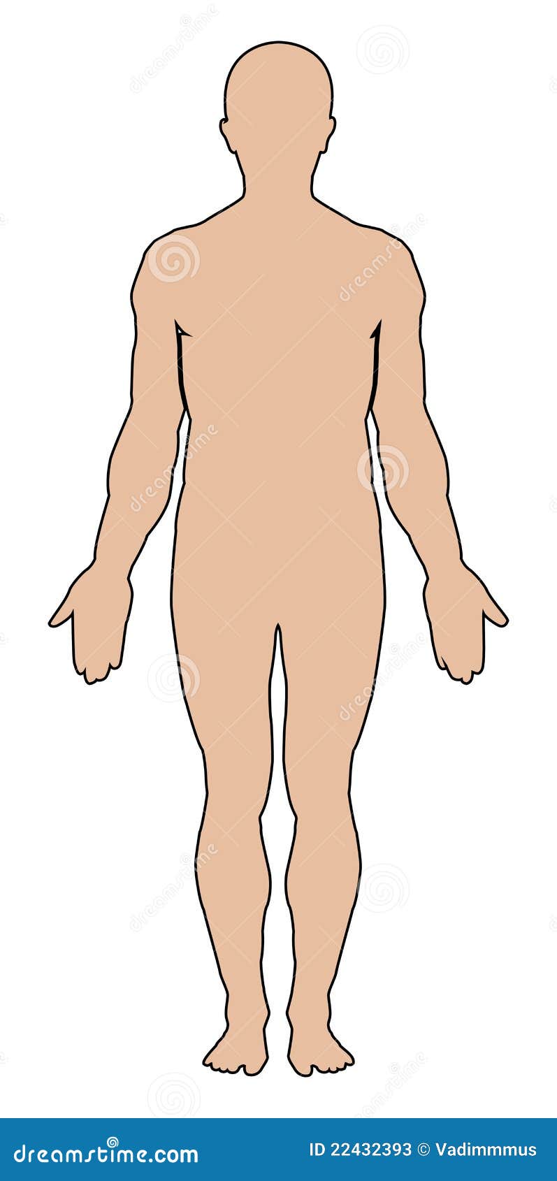 https://thumbs.dreamstime.com/z/esquema-del-cuerpo-humano-22432393.jpg