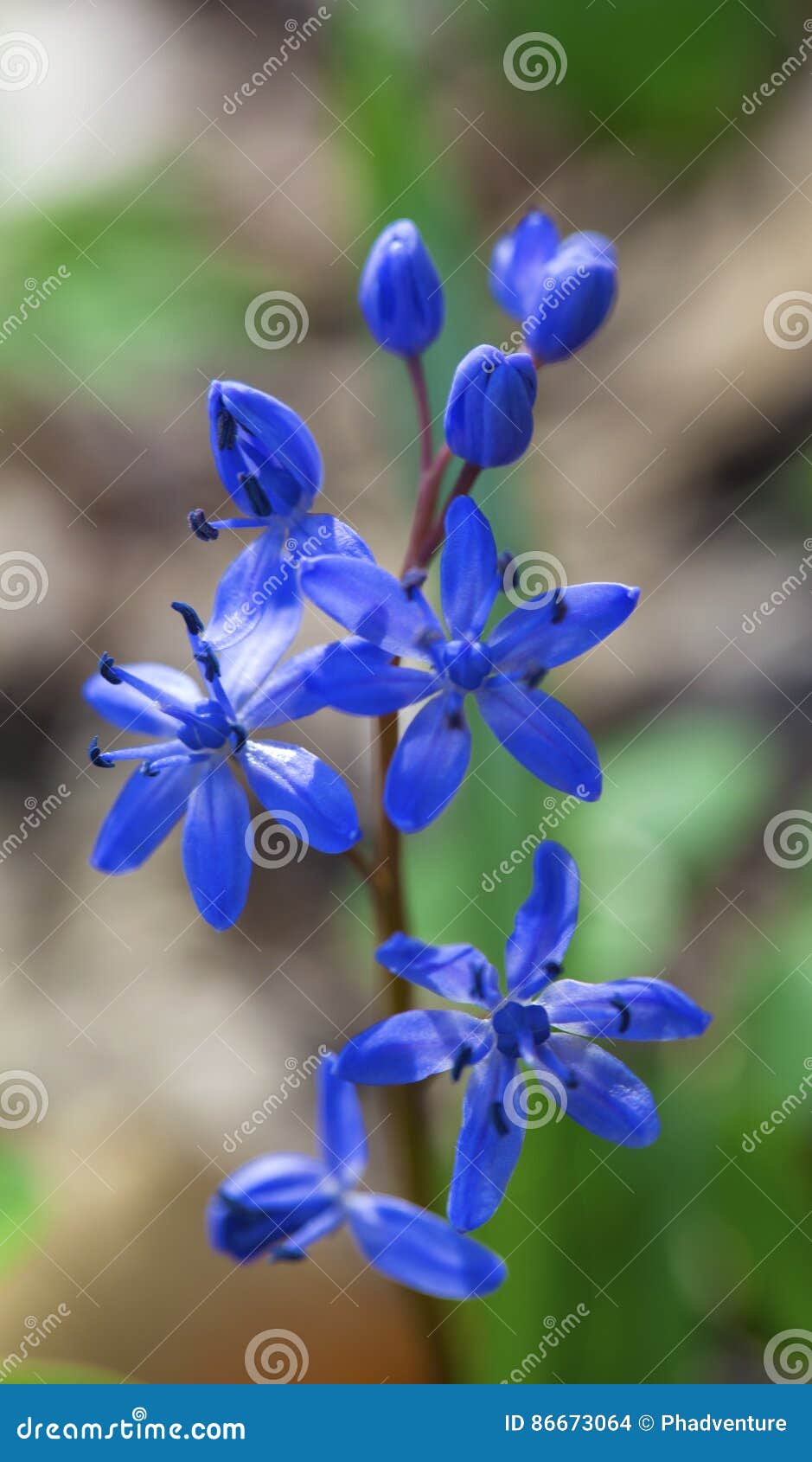 Esquila azul hermosa foto de archivo. Imagen de imagen - 86673064