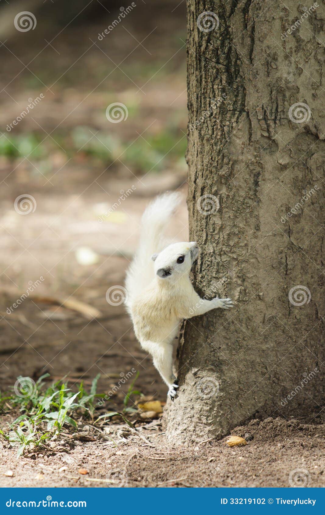 Esquilo branco empoleirado em uma árvore.