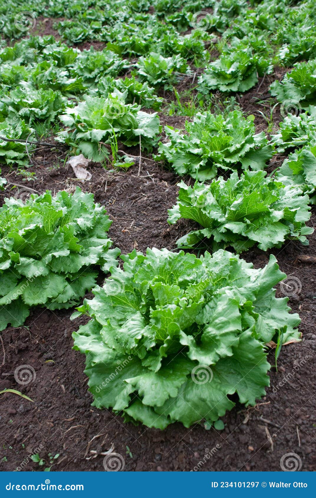 esquina de un campo de lechugas con una lechuga en primer plano