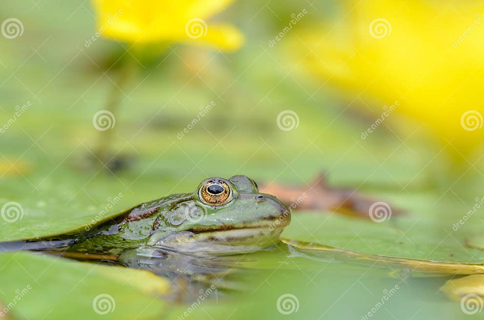 Essbarer Frosch, Pelophylax Essbar Stockfoto Bild von amphibie, teich