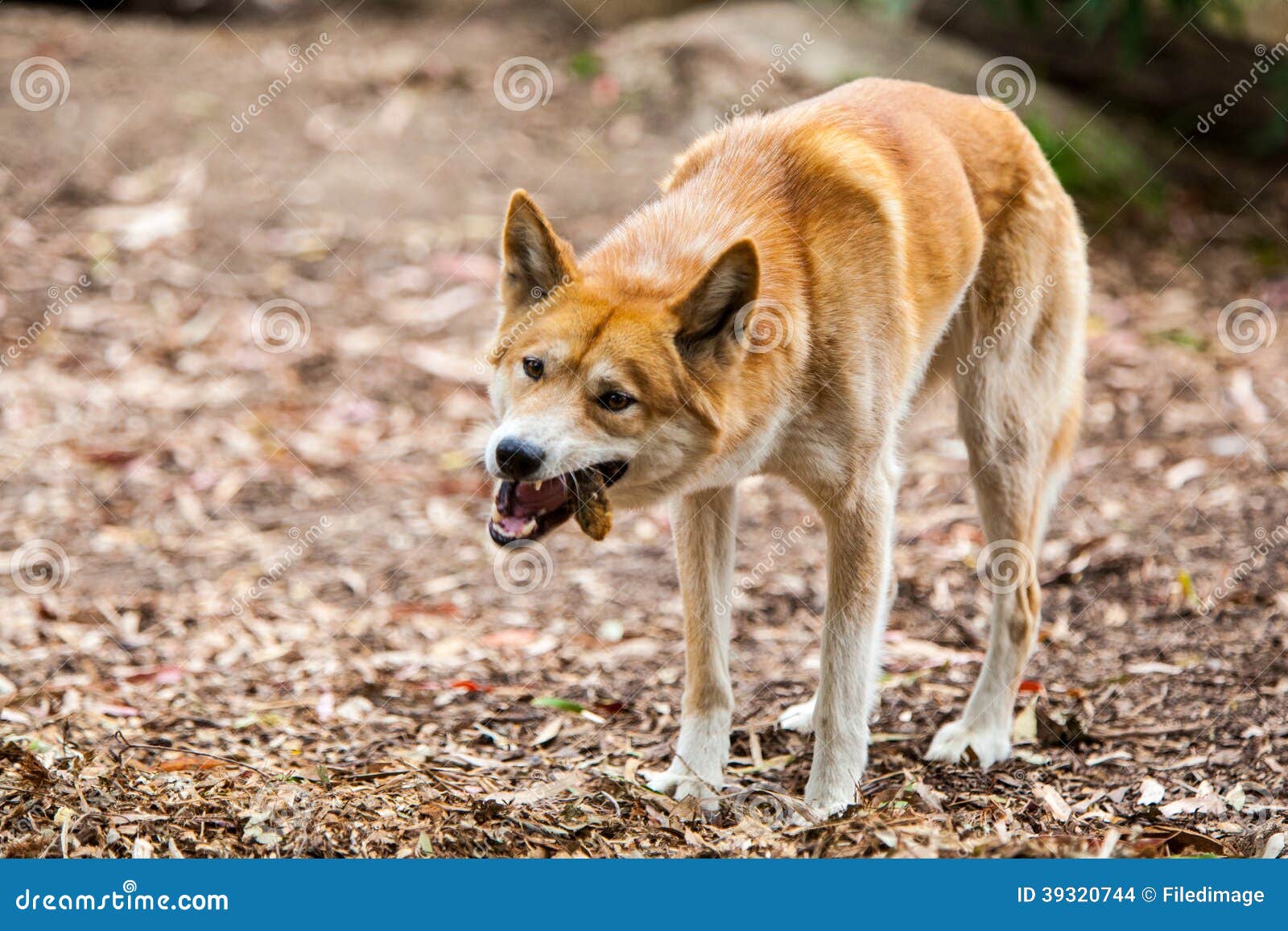 Essen des Dingos stockfoto. Bild von australien, pelz - 39320744