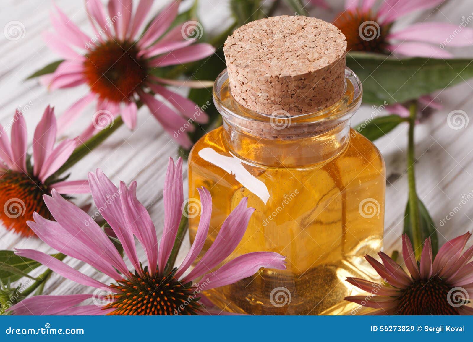 Essence of Echinacea Purpurea Macro in a Glass Bottle Stock Image