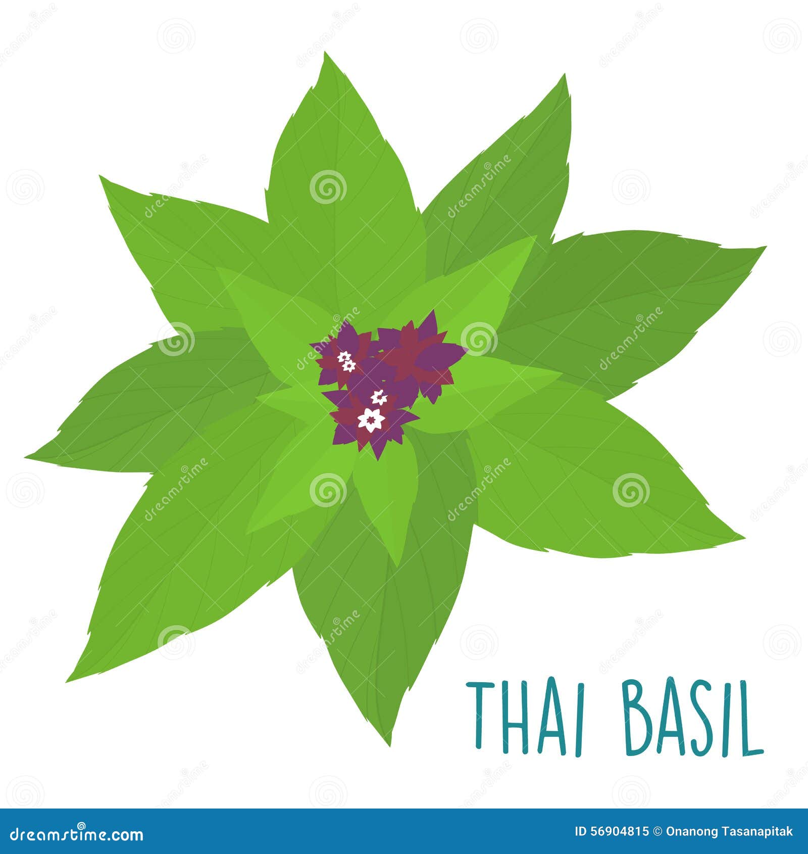 Thai Basil Leaves On White Background Stock Image