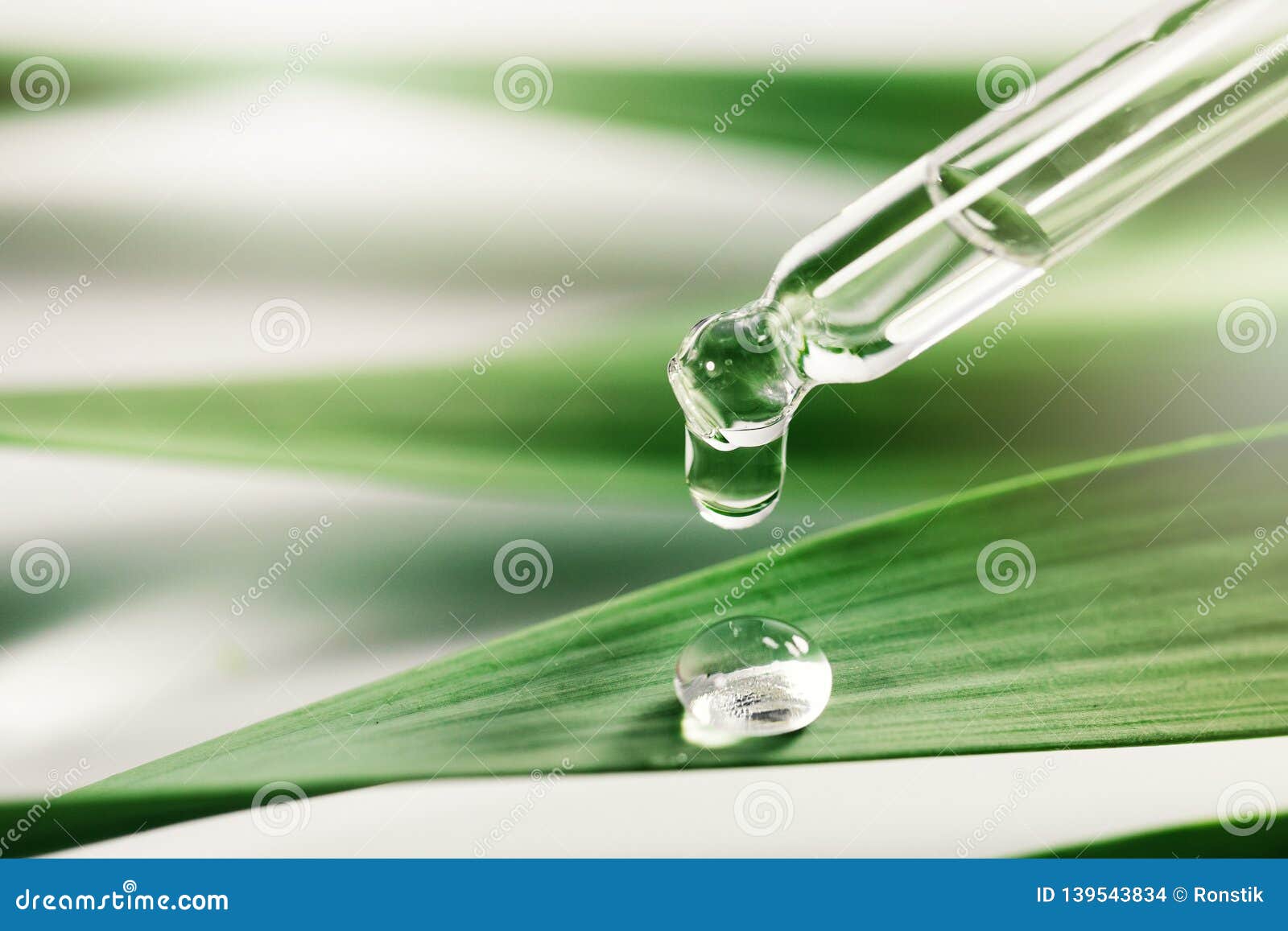 essential oil drop on green leaf. spa background