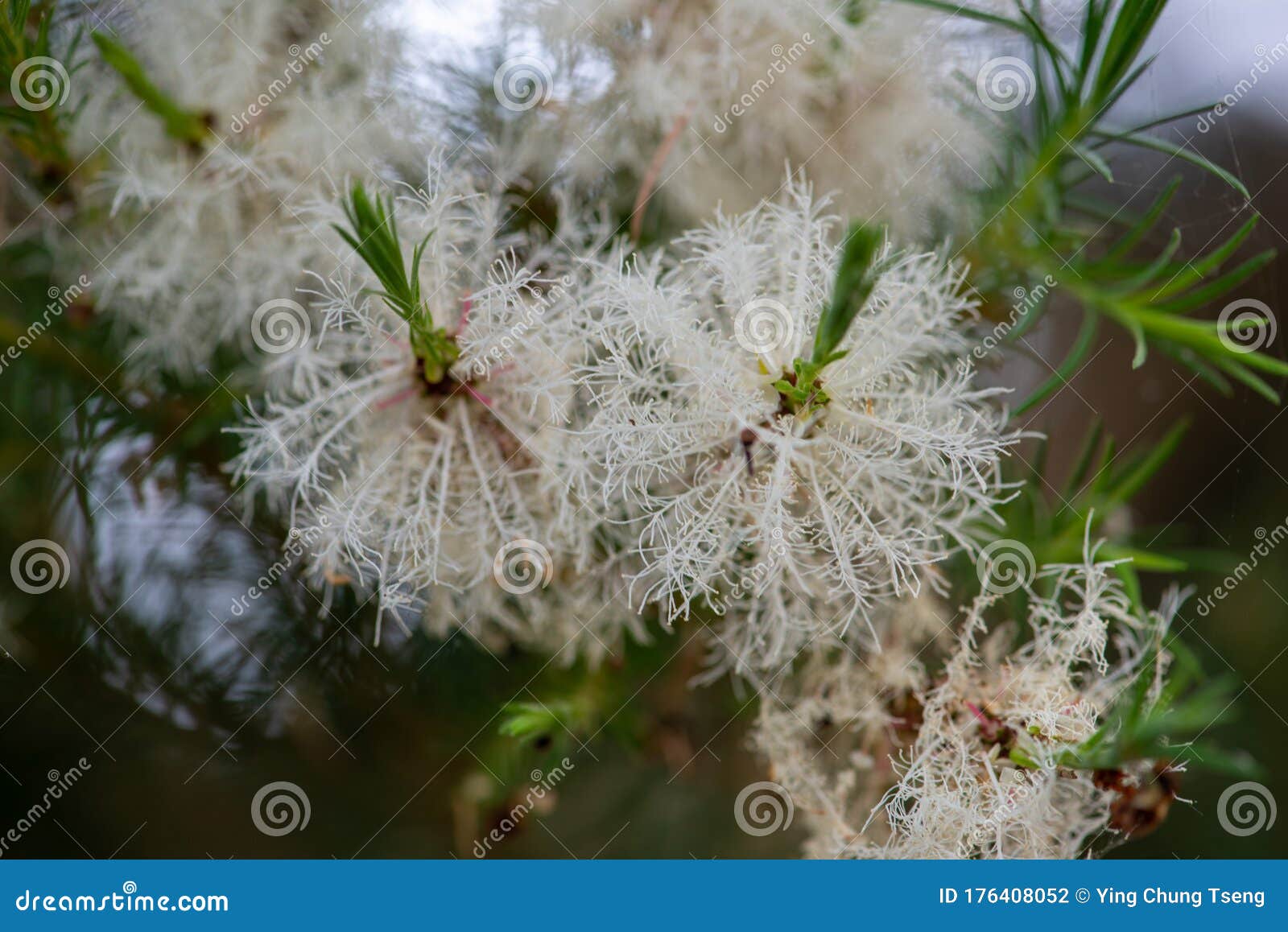 White Flowers Bloom from Green Leaves of Australian Tea Tree Stock ...