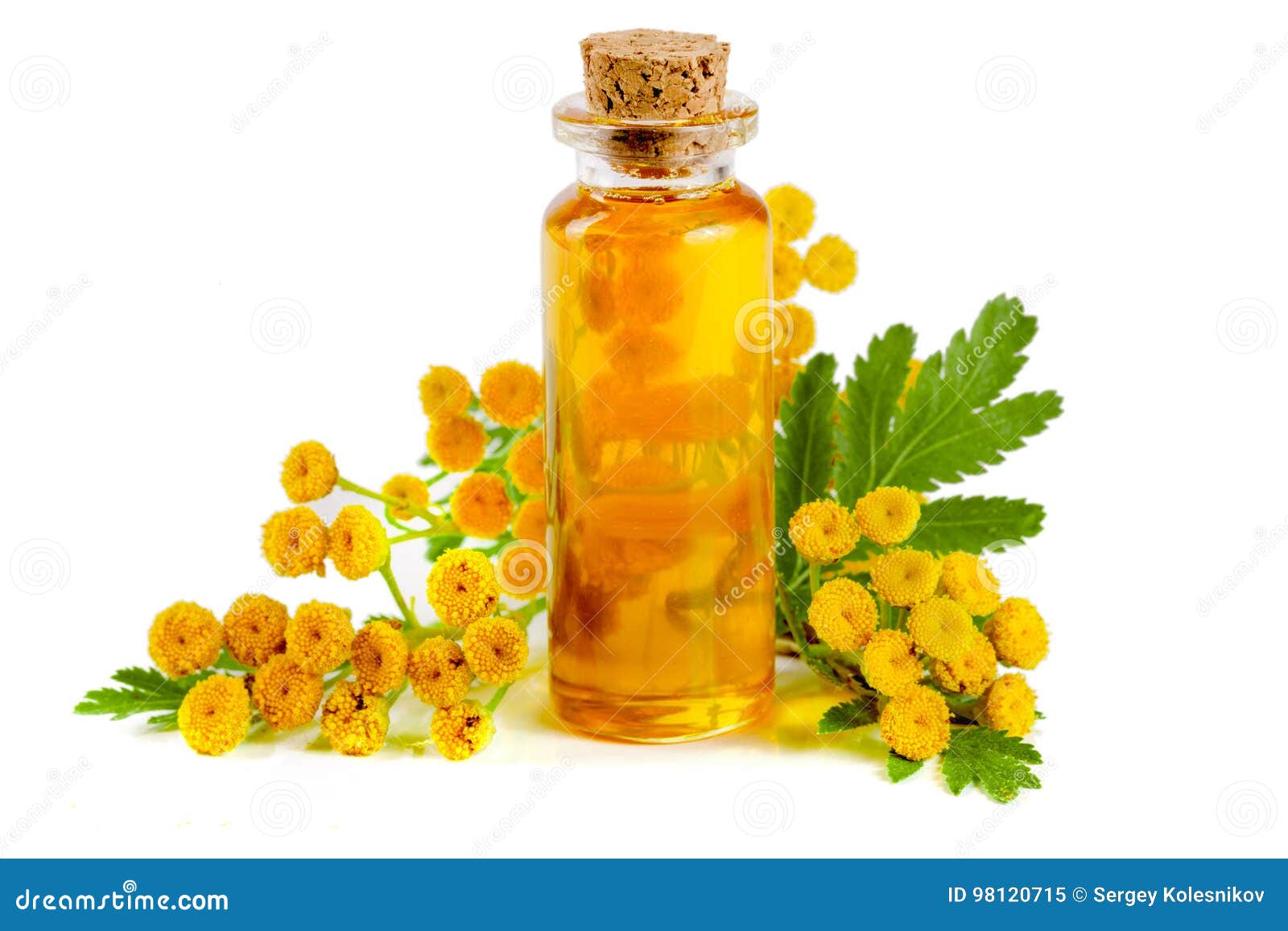 Essential Tansy Oil with Flowers and Leaf Isolated on White Background