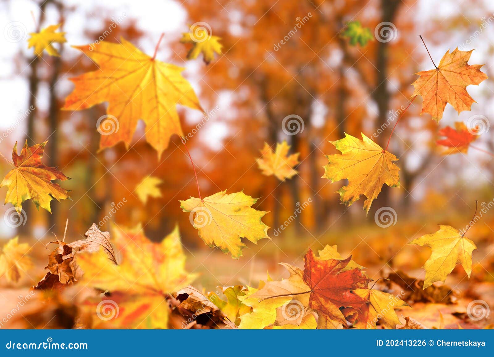 Folhas de outono caindo na estrada