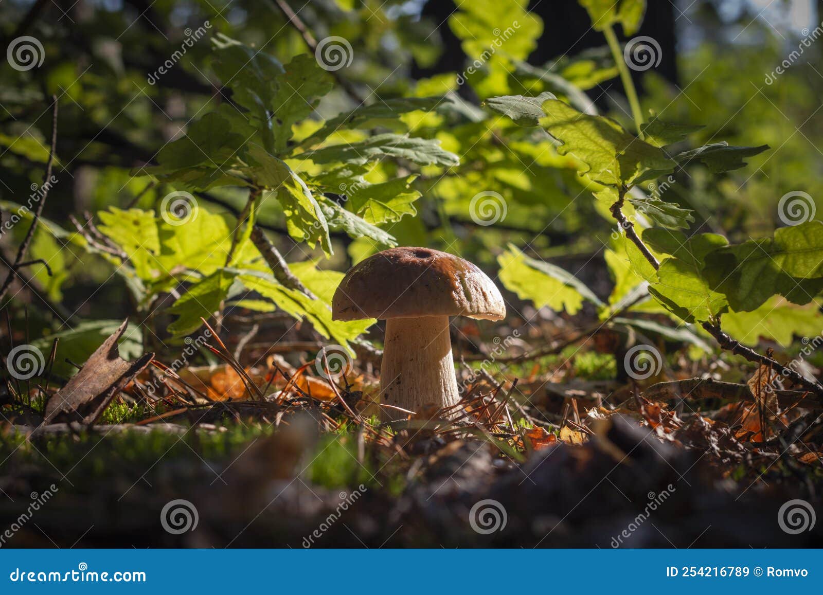 Uma figura de cogumelo feita de um grande número de pequenos cogumelos e  folhas de carvalho sobre um fundo azul. comida vegetariana natural da  floresta.