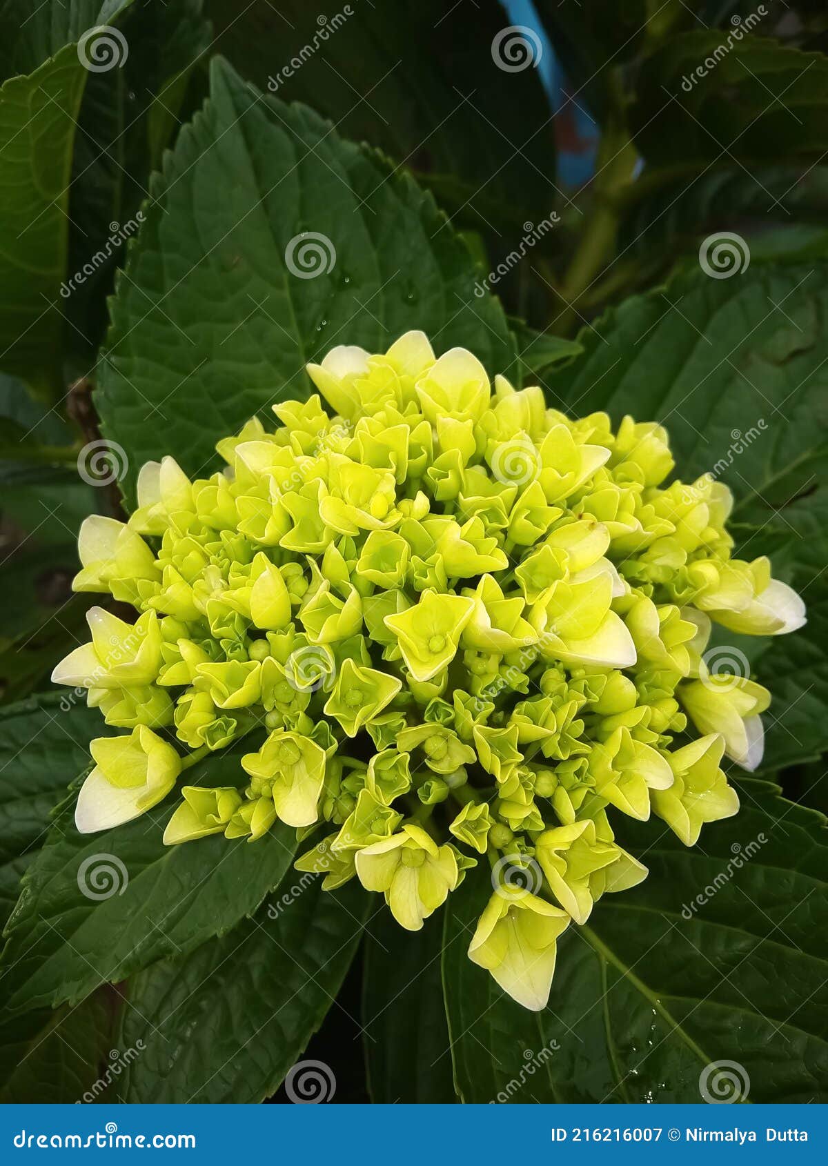 Esta Es Una Flor De Hortensia Verde. Hice Clic En Esta Imagen En Assam  India. Imagen de archivo - Imagen de cuadro, tecleo: 216216007