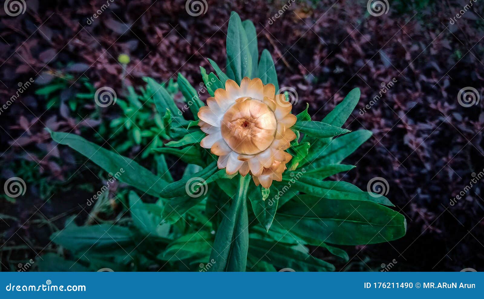 flor de paja