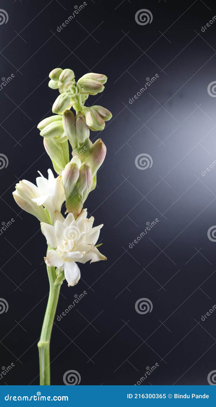 Esta Es Una Flor De Tuberosa Hermosa Flor Brillante Aislado Sobre Fondo  Oscuro Imagen de archivo - Imagen de jacinto, narciso: 216300365