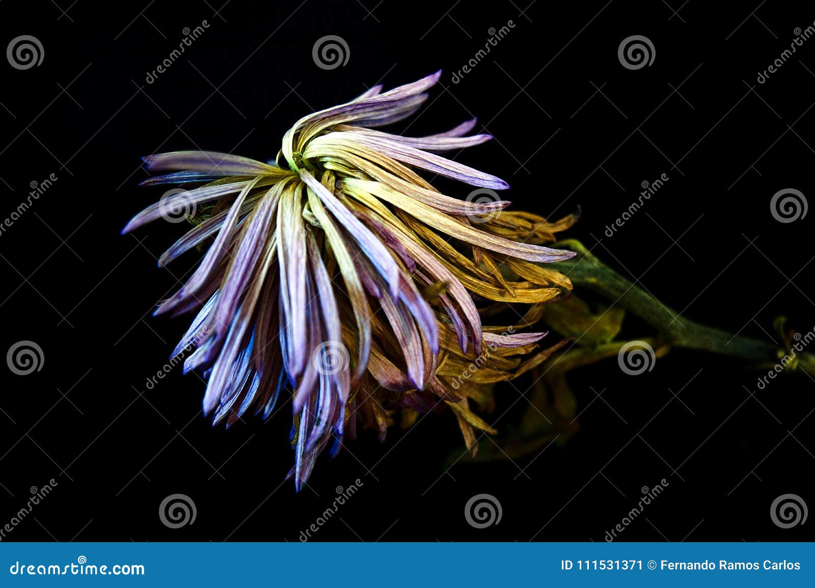 purple dried chrysanthemum