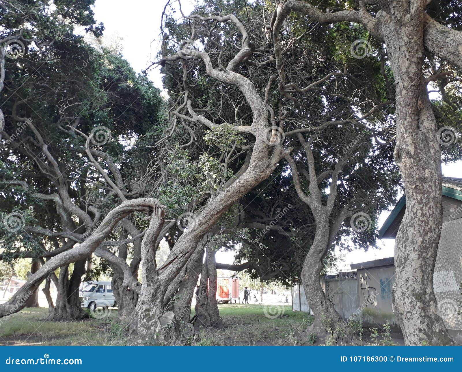 caminos del crecimiento de un arbol