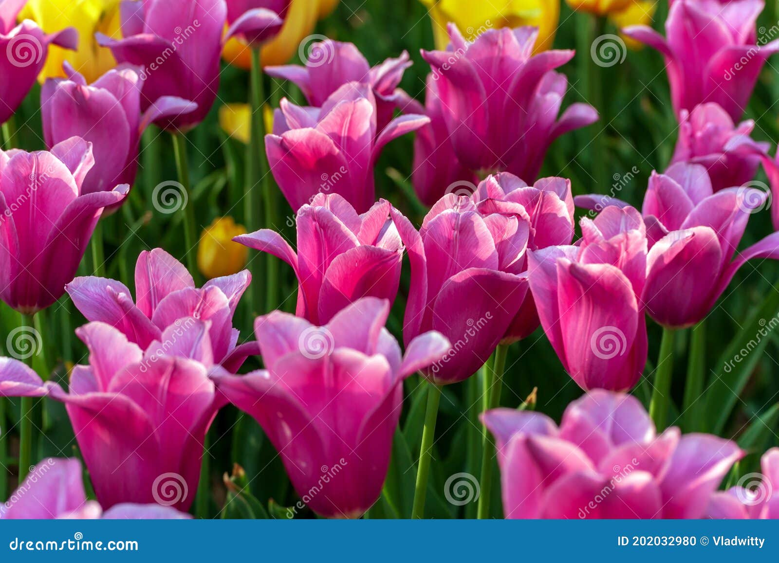 Estación De Tulipanes. Flores De Los Tulipanes De La Mezcla De Cultivos. Foto de archivo de saludo, fondo: 202032980