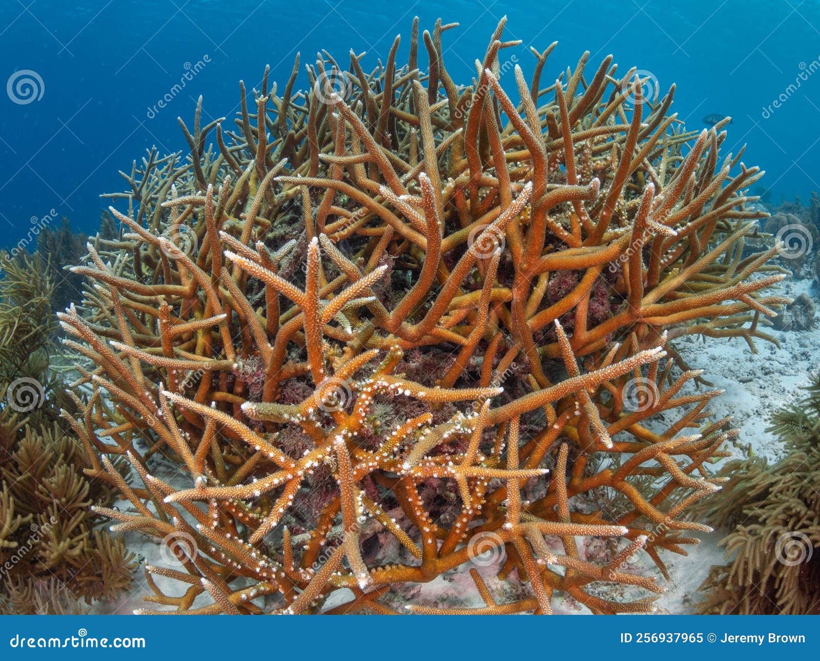 Estaghorn Coral Acropora Cervicornis. Países Baixos Da Bonaire