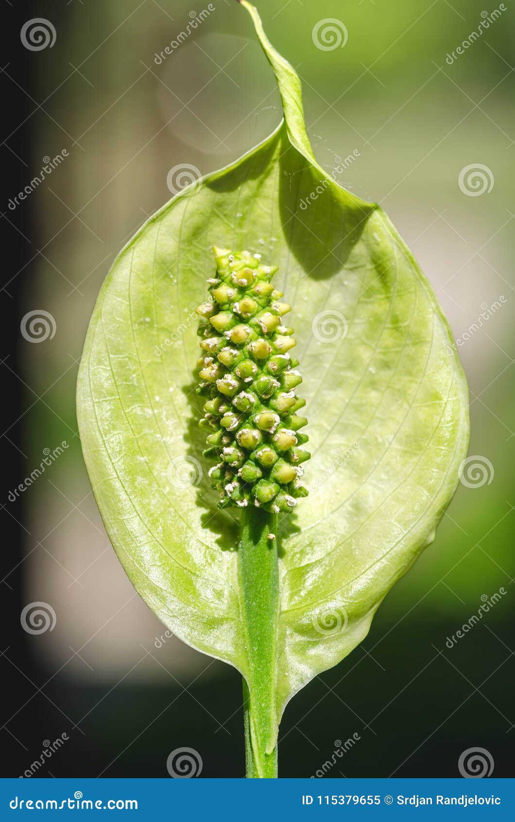 Estames Verdes Da Flor Do Araceae De Spathiphyllum Ou Do Lírio De Paz No  Fim Do Dia Ensolarado Acima Com Foco Seletivo Imagem de Stock - Imagem de  bonito, flora: 115379655