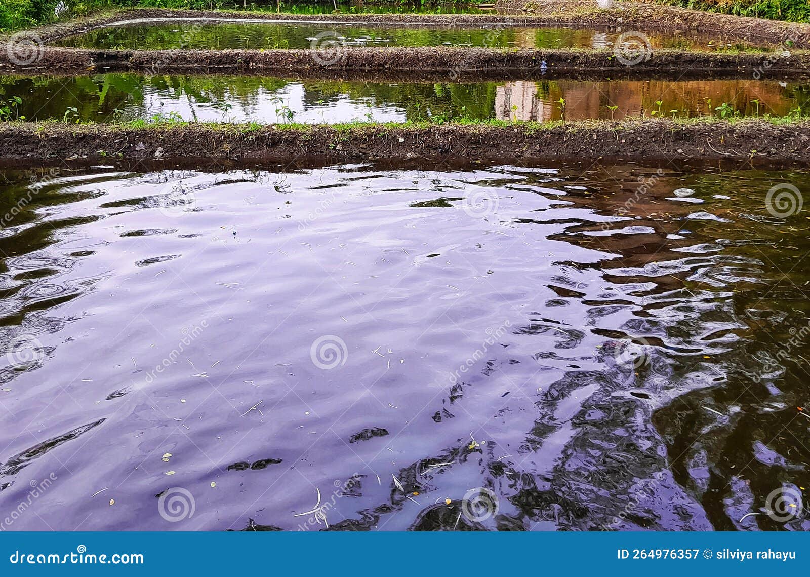Estanque De Bagre Con Agua Sucia Imagen de archivo - Imagen de planta,  sucio: 264976357, image size:1600x1139