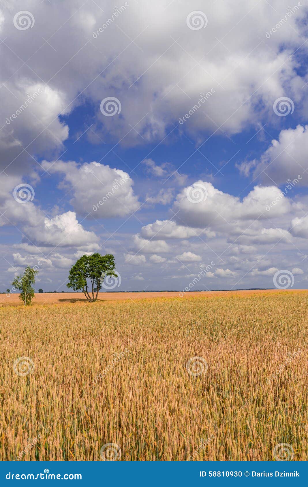 Estate in Polonia fotografia stock. Immagine di raccolto 58810930