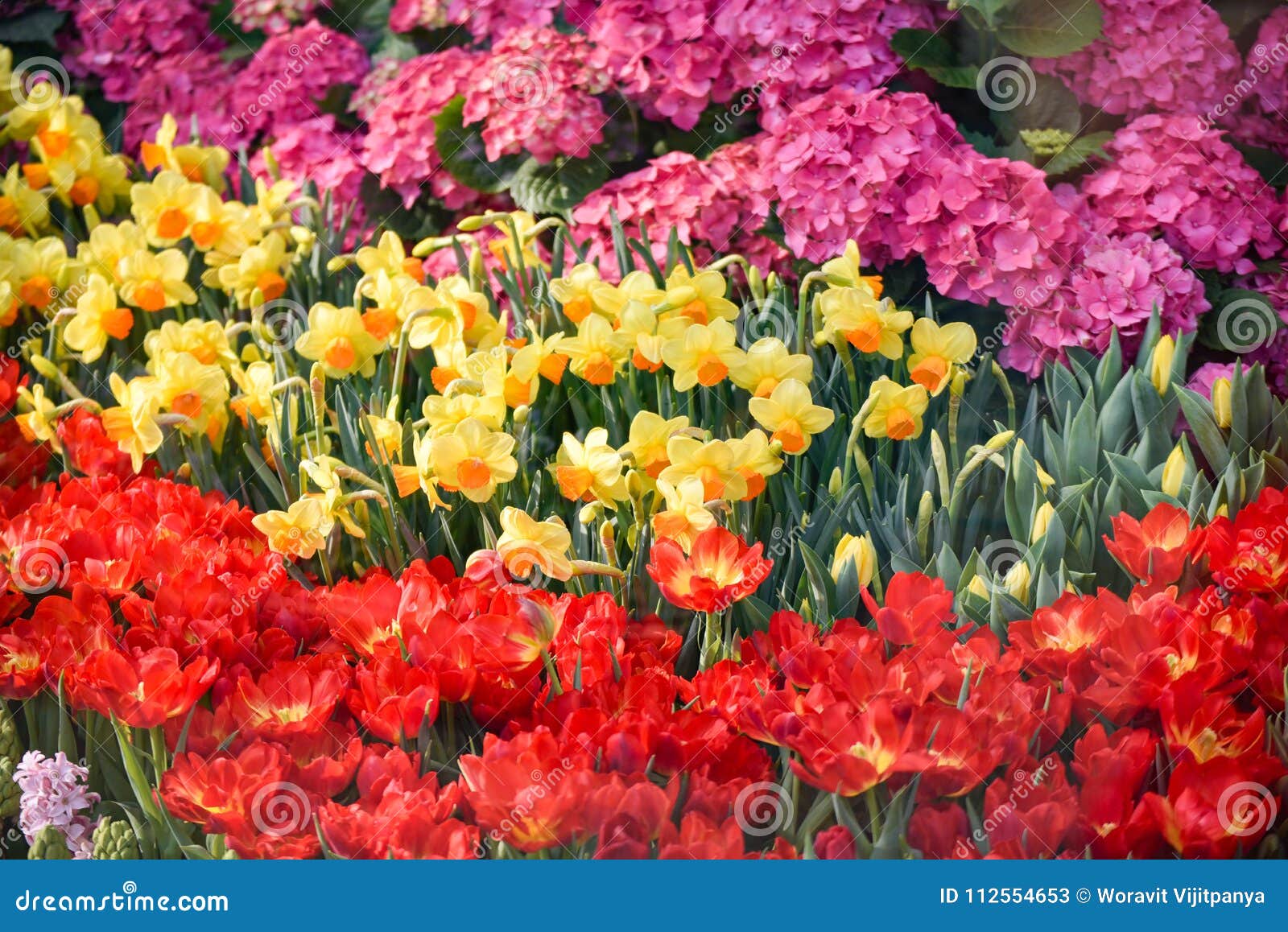 Estate variopinta della fioritura dei tulipani. Bello giardino dei tulipani del giardino floreale di estate variopinta della fioritura