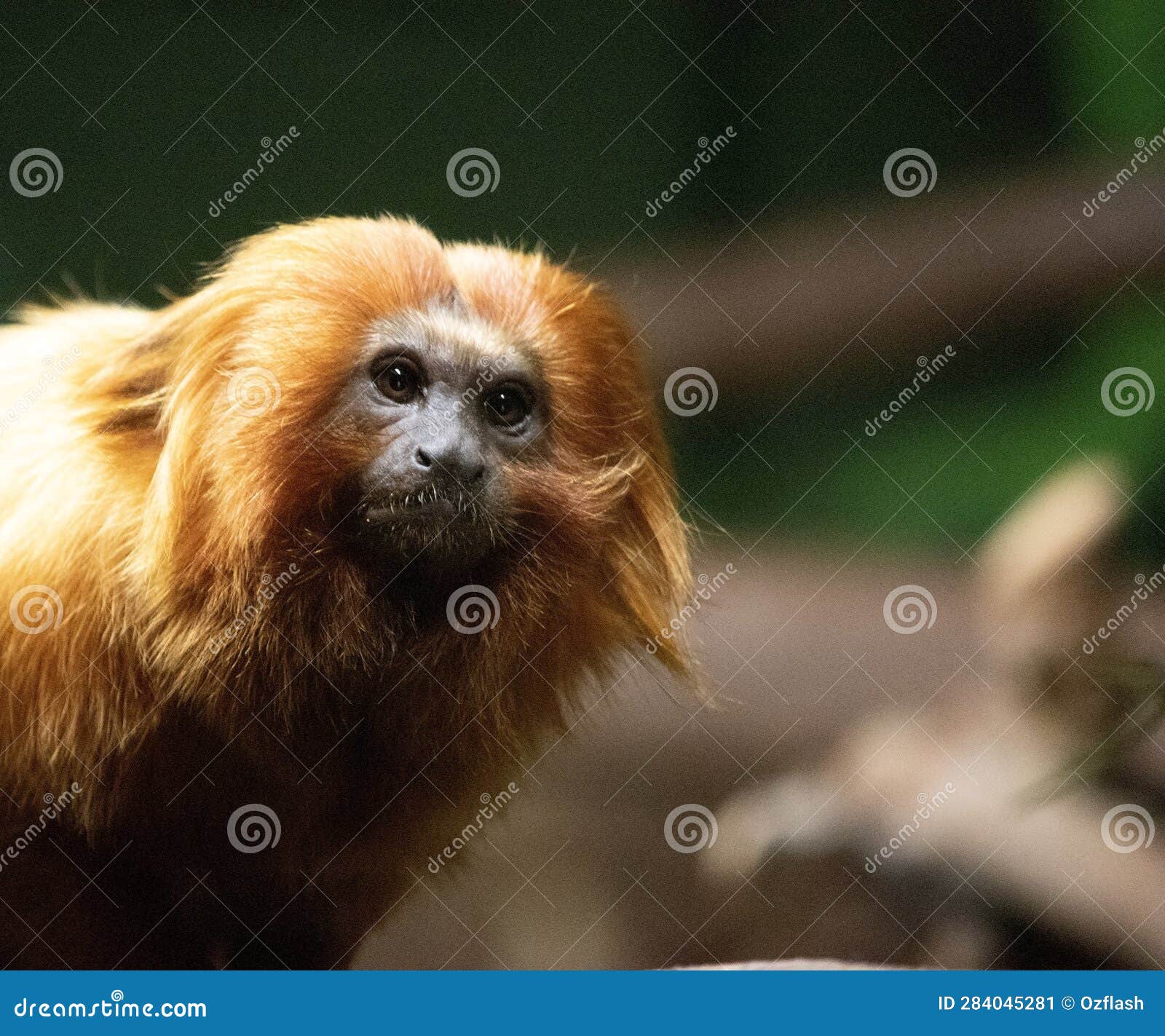 245 Fotos de Stock de Macaco Sagui - Fotos de Stock Gratuitas e Sem  Fidelização a partir da Dreamstime