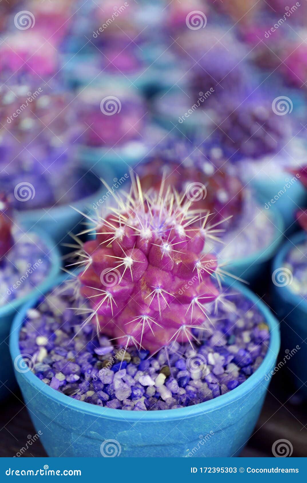 Estilo De Arte Pop Macetas Mini Cactus Plantas En Color Verde Magenta Y Azul  Imagen de archivo - Imagen de magenta, picar: 172395303