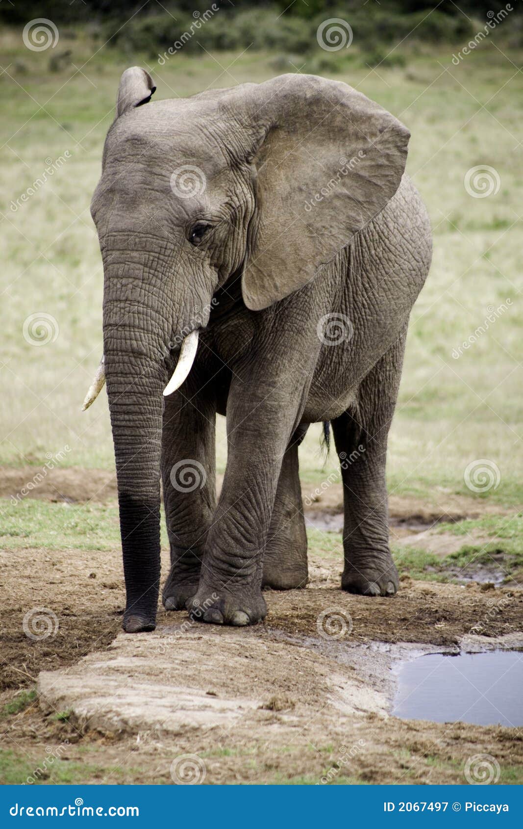Libro perfume Empleado Estilo De Vida Del Elefante En Suráfrica Imagen de archivo - Imagen de  alto, fauna: 2067497