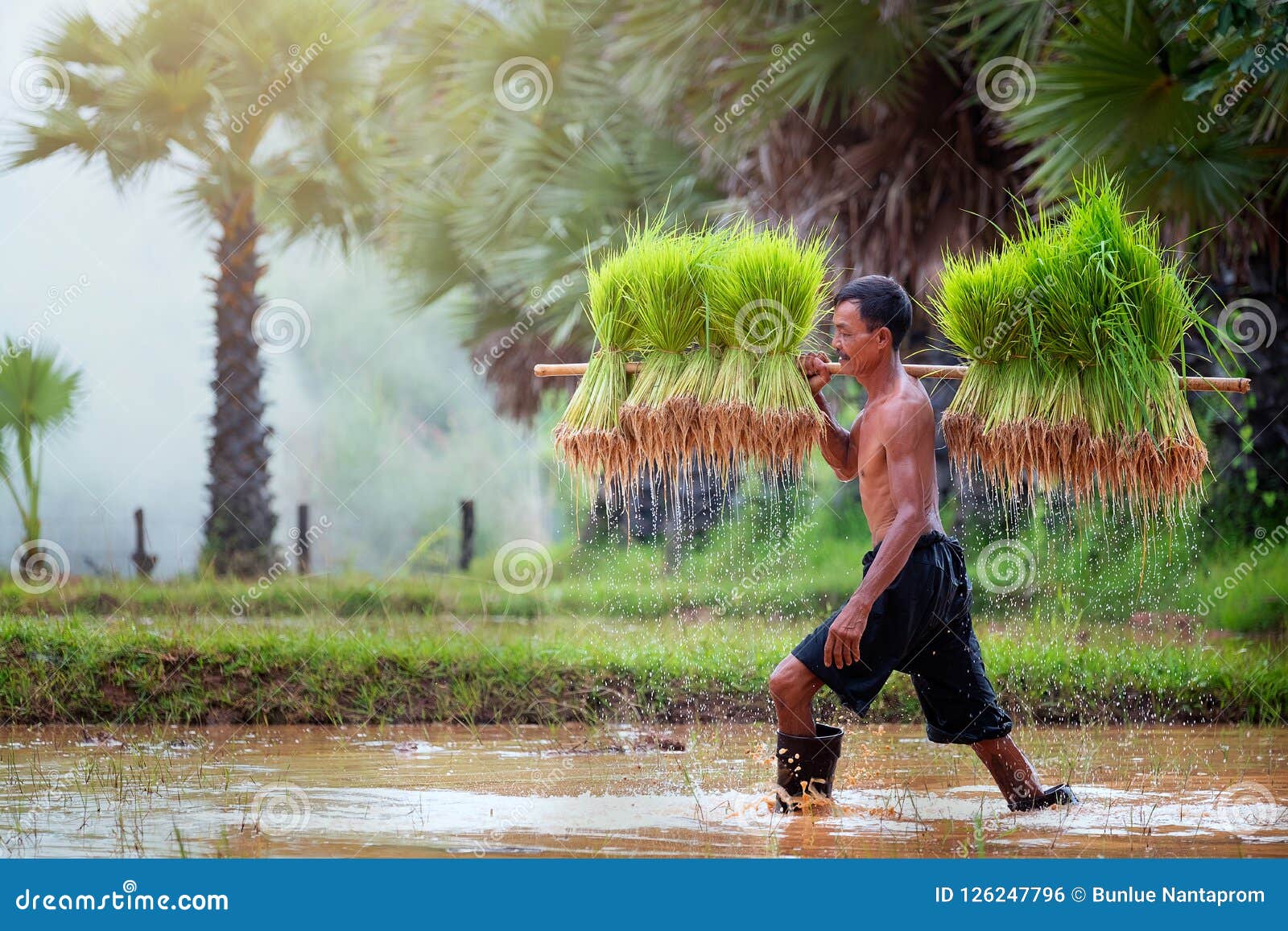 Estilo de vida dos povos asiáticos do sudeste no campo Tha do campo. O estilo de vida dos povos asiáticos do sudeste no campo Tailândia do campo, fazendeiros cresce o arroz na estação das chuvas