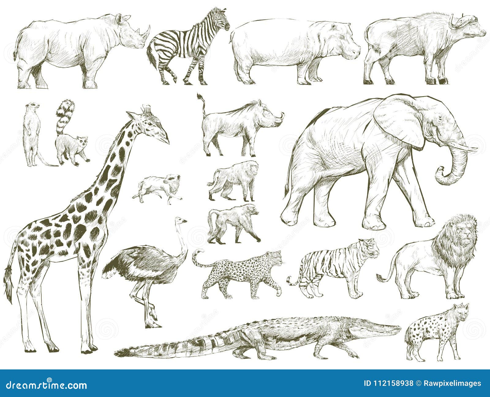 Estilo Del Dibujo Del Ejemplo De La Colección De La Fauna Stock de  ilustración - Ilustración de bosquejo, aislado: 112158938