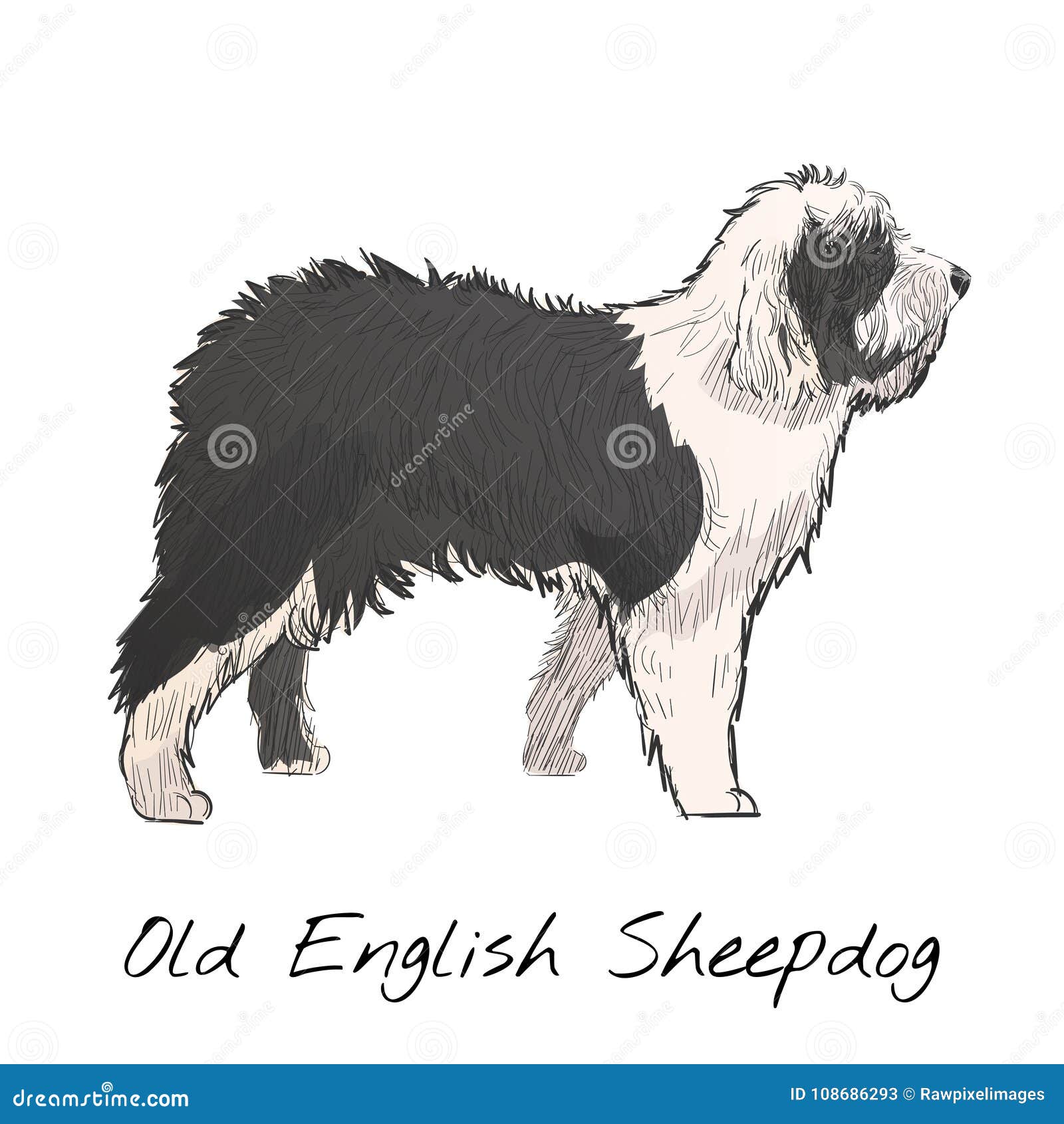 Filhote de cão pastor inglês velho ilustração digital estilizada em