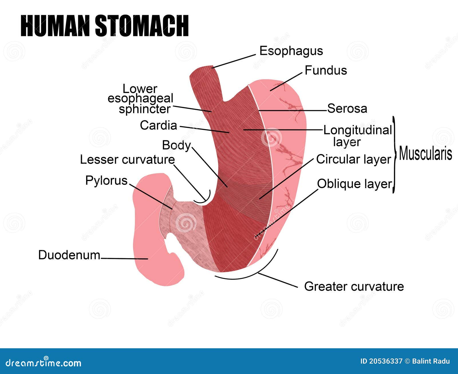 Anatomie d'estomac humain, illustration (pour l'éducation médicale fondamentale, pour des cliniques et des écoles)