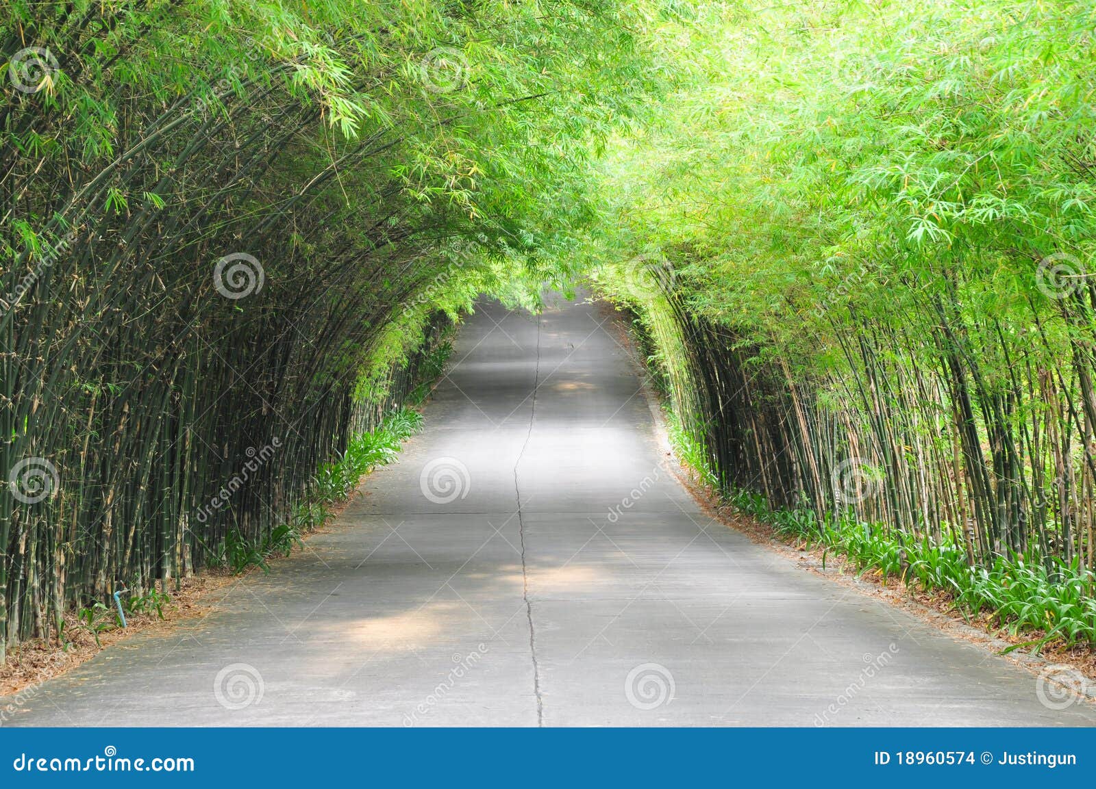 Estrada de bambu foto de stock. Imagem de planta, tijolo 18960574