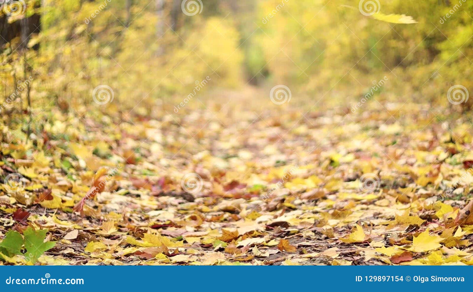 Folhas de outono caindo na estrada