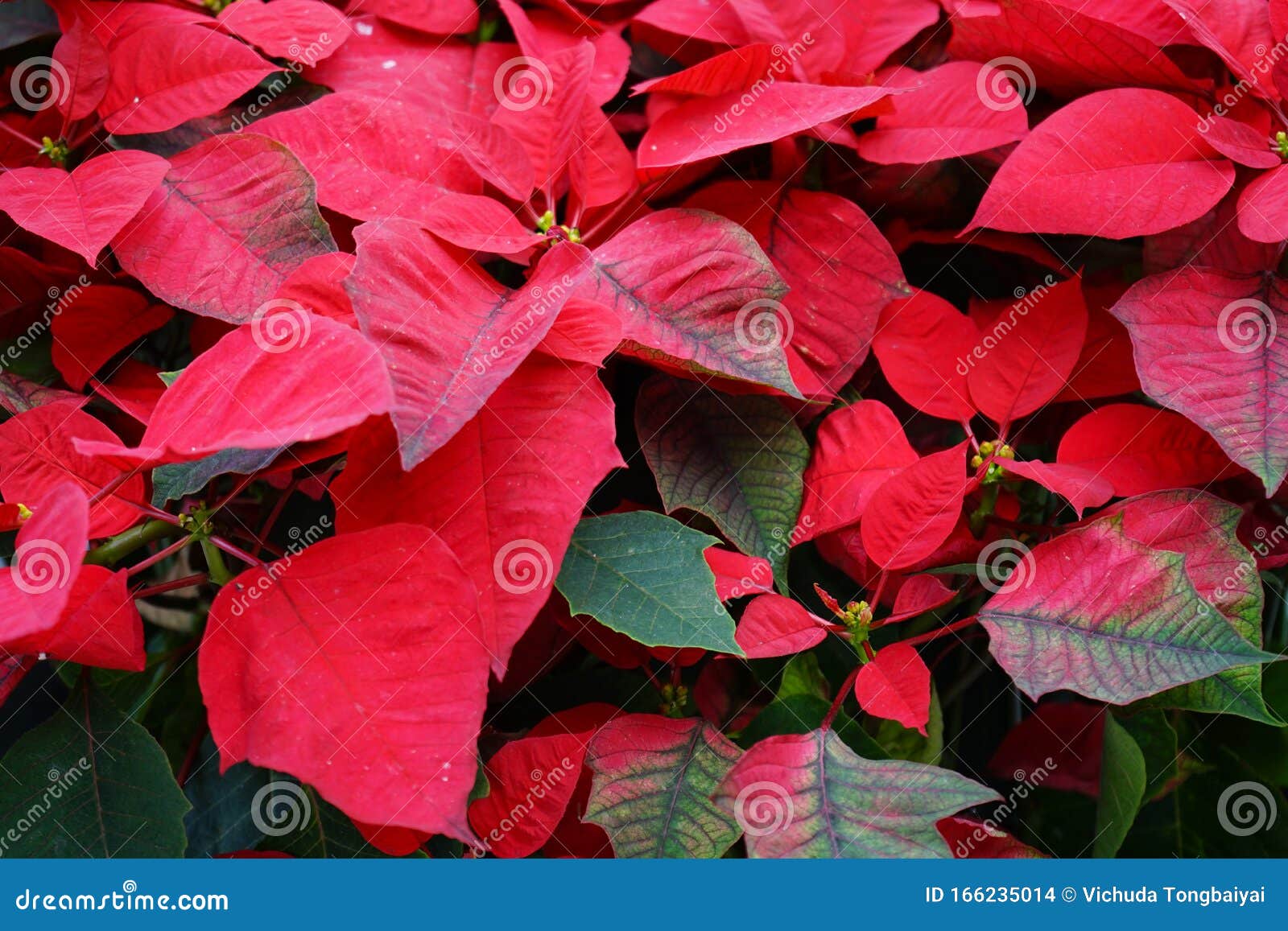 Estrela De Natal, árvore De Pontas, Folhas Vermelhas E Verdes Foto de Stock  - Imagem de floral, naughty: 166235014