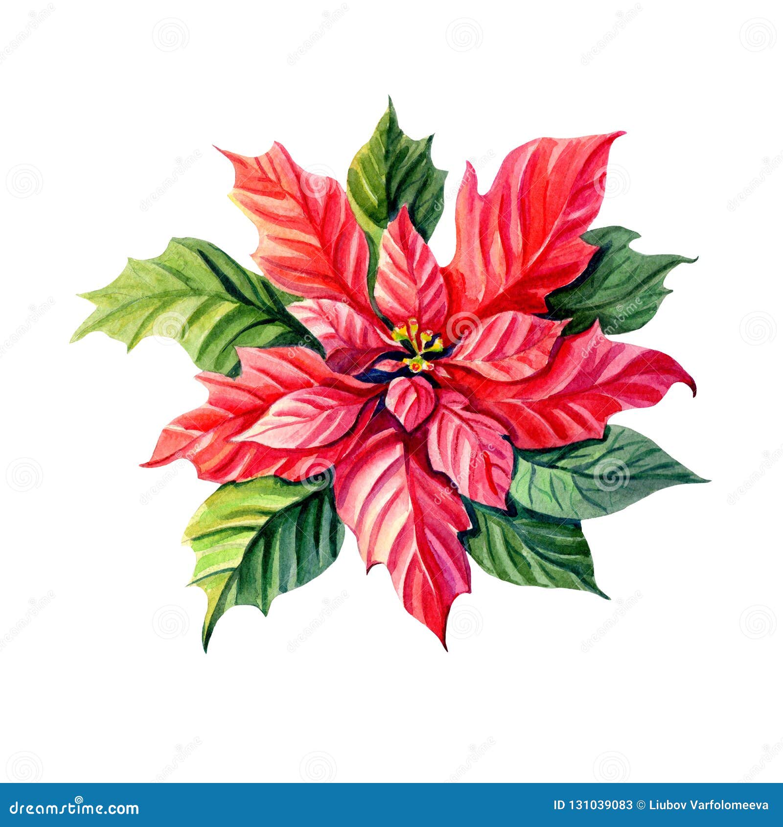 Estrela Do Natal Da Aquarela Poinsettia Flor Vermelha Ilustração Stock -  Ilustração de vermelho, floral: 131039083