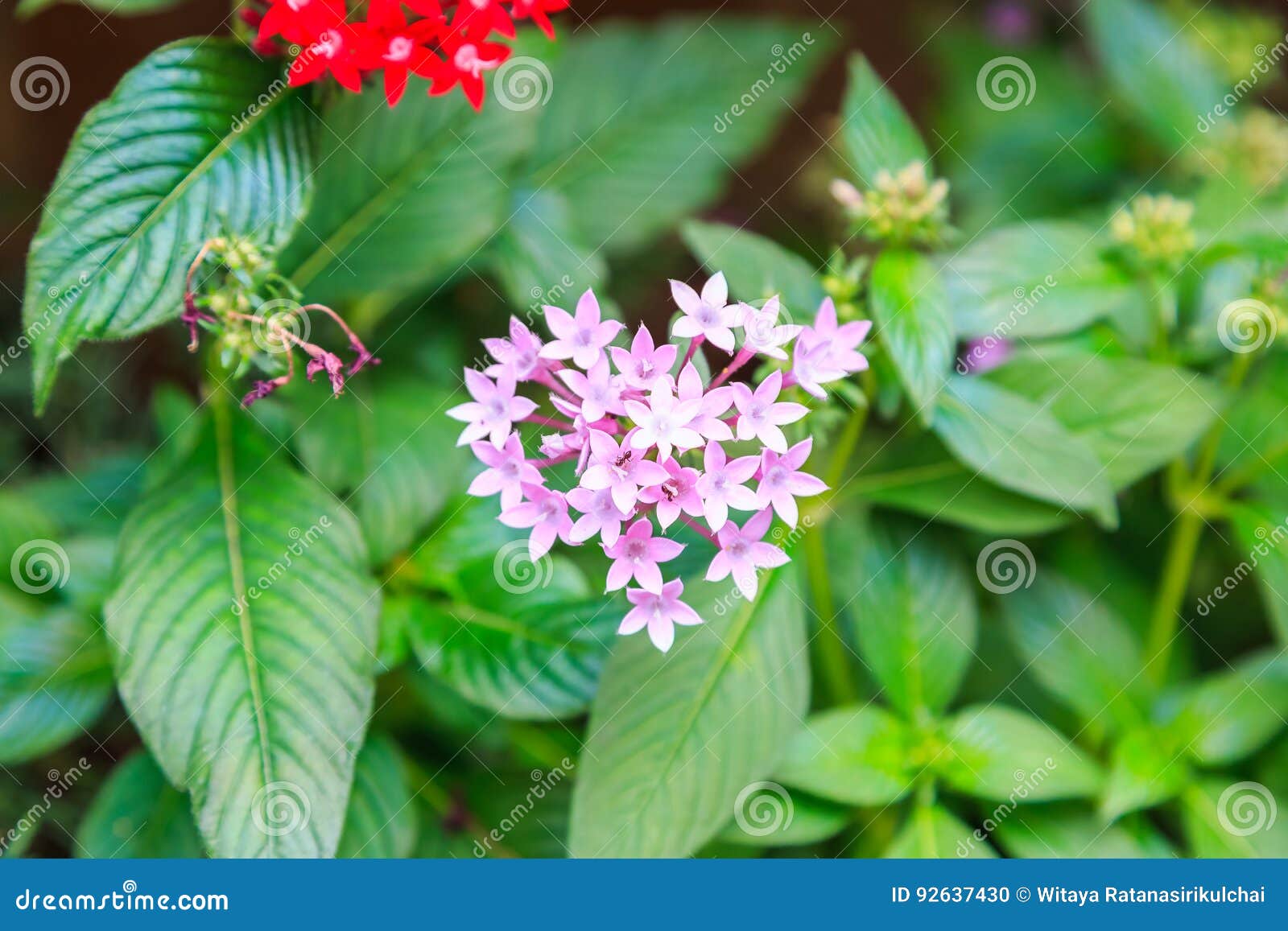 A Estrela Pequena De Pentas, Cor-de-rosa E Vermelha Deu Forma à Flor Foto  de Stock - Imagem de prado, consideravelmente: 92637430