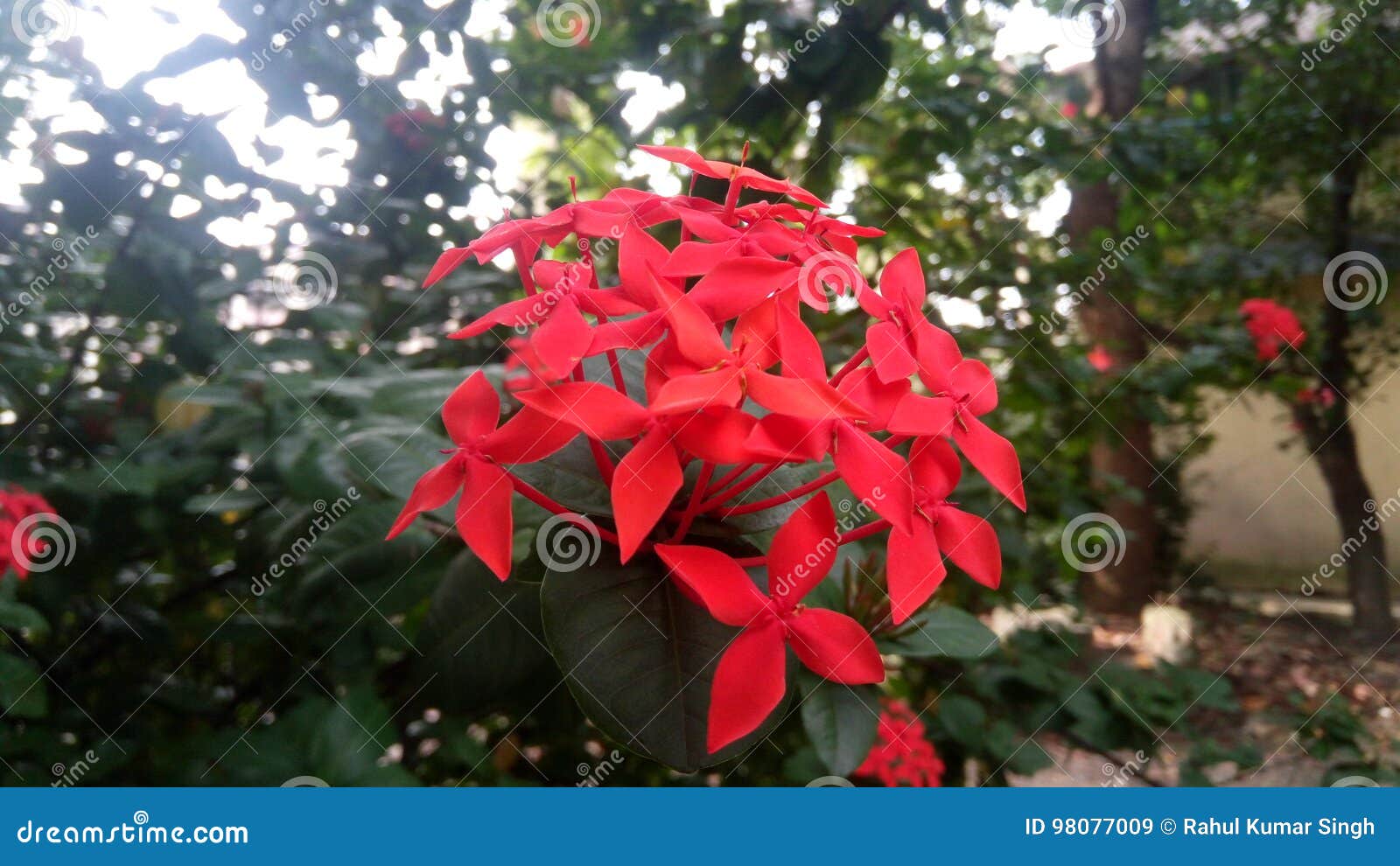 Estrela Vermelha Flor Colorida Imagem de Stock - Imagem de colorido,  ajuntado: 98077009