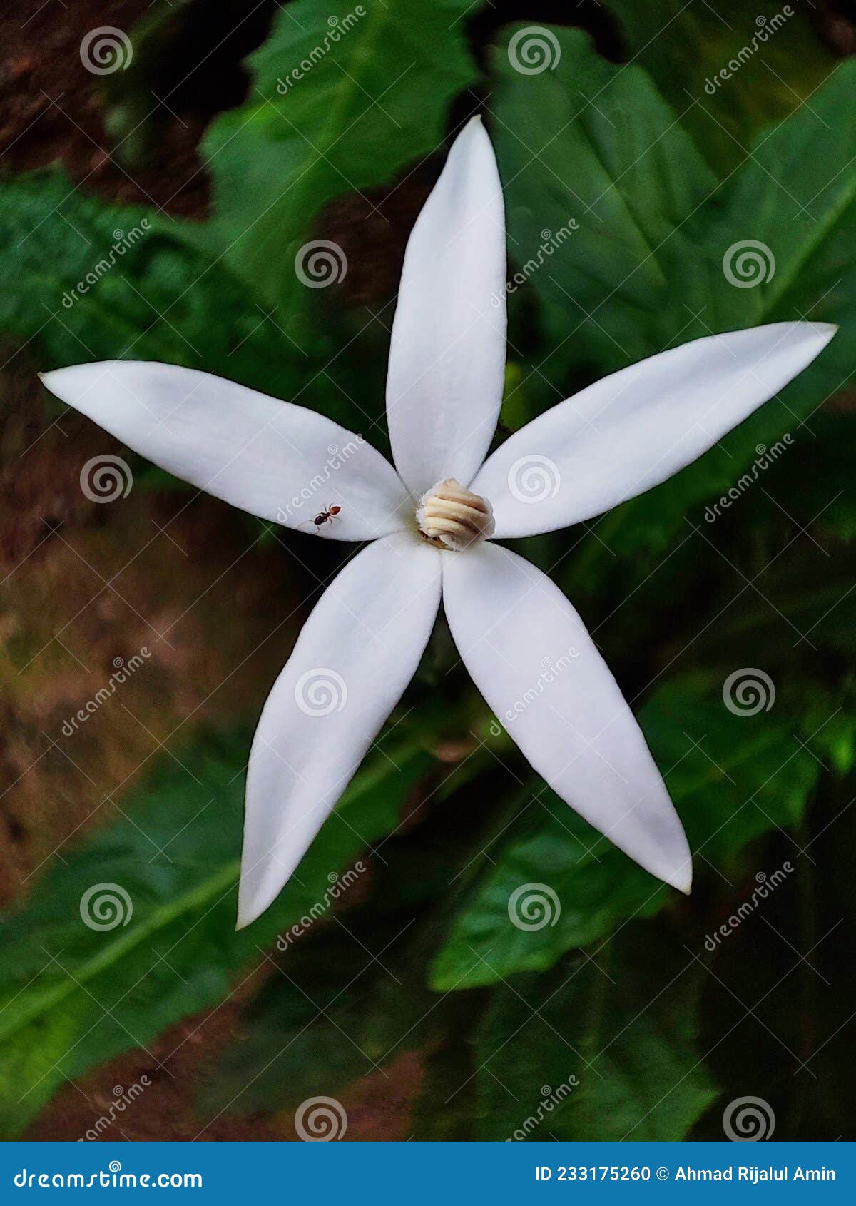 Estrella Blanca De La Flor De Bethlehem Desde La Vista Superior En Macro Foto de archivo - Imagen de flor, planta: 233175260 Estrella Blanca De La Flor De Bethlehem Desde La Vista Superior En Macro Foto de archivo - Imagen de flor, planta: 233175260