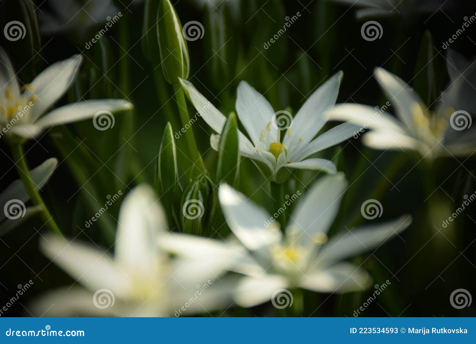 Estrella Blanca Pura De La Flor De Belén En El Jardín. Foto De Stock Imagen de archivo - Imagen de detalle, brillante: 223534593 Estrella Blanca Pura De La Flor De Belén En El Jardín. Foto De Stock Imagen de archivo - Imagen de detalle, brillante: 223534593