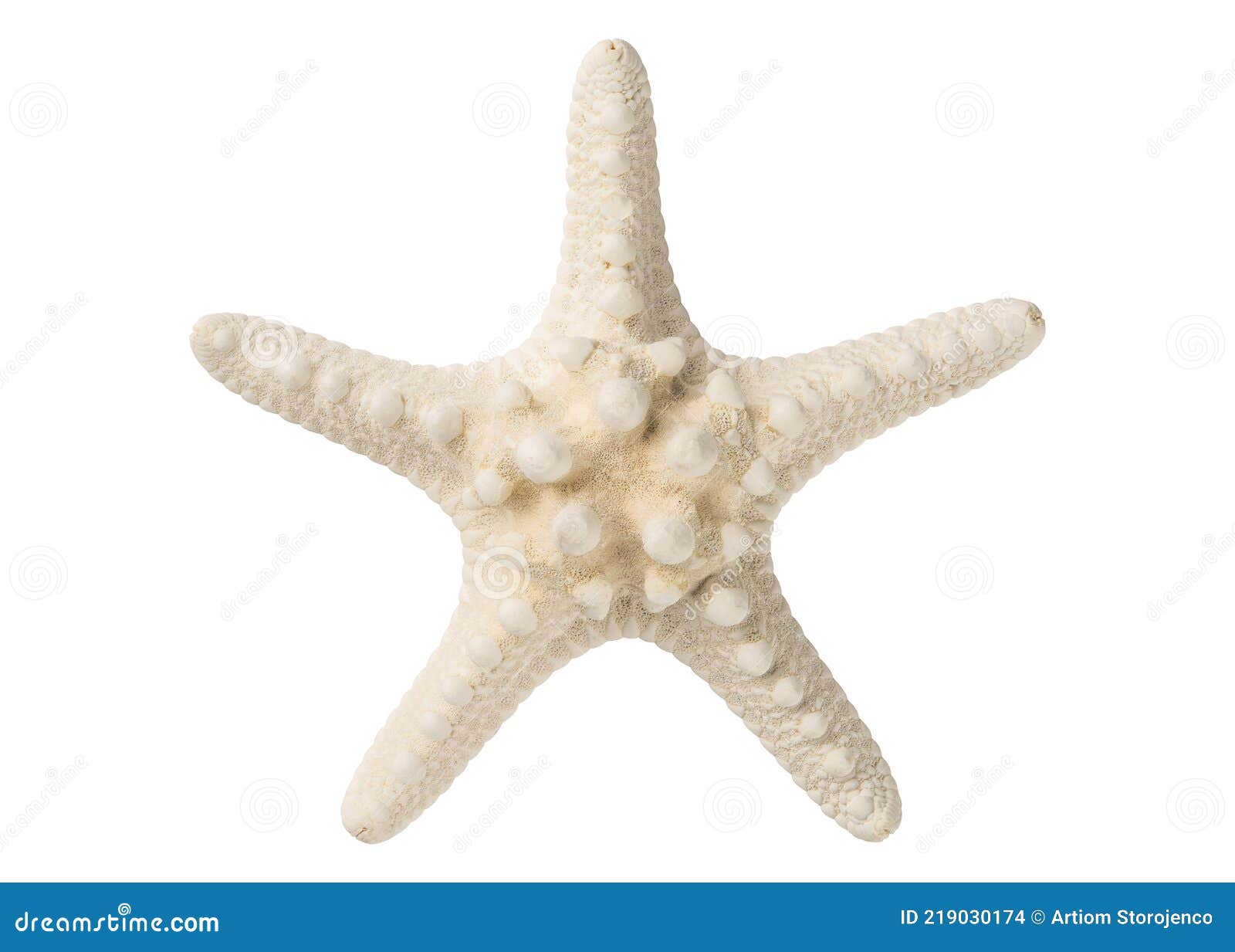 Natural Real Estrella de mar Estrella de Mar Estrella de Peces (Natural,  2-3 (Mediano) - 36 PCS)